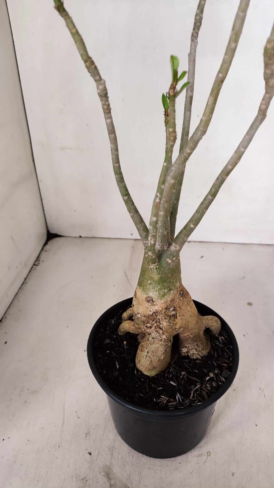 Planta Simples 3033 (2) – 40cm – 03 anos