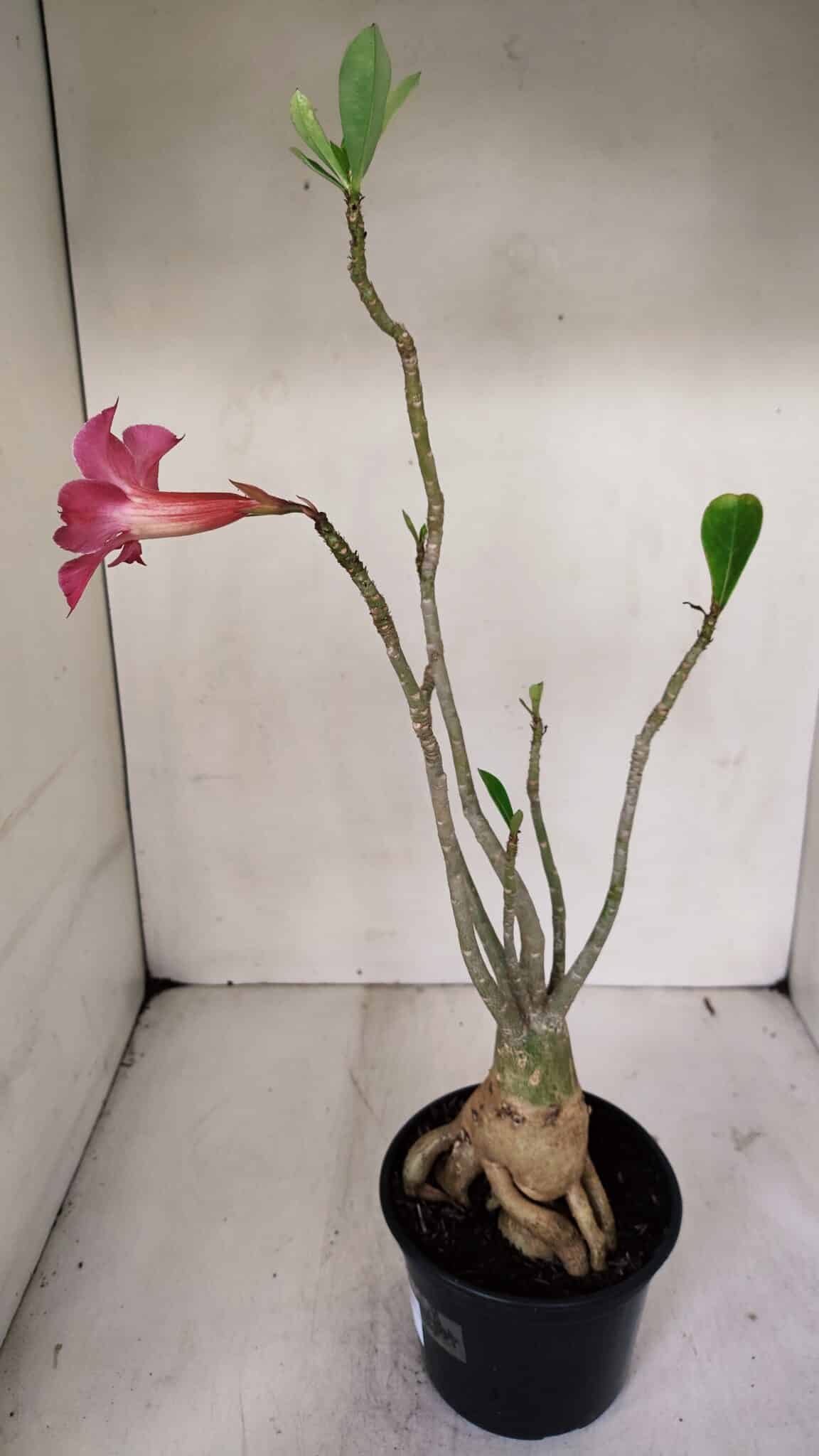 Planta Simples 3033 (2) – 40cm – 03 anos