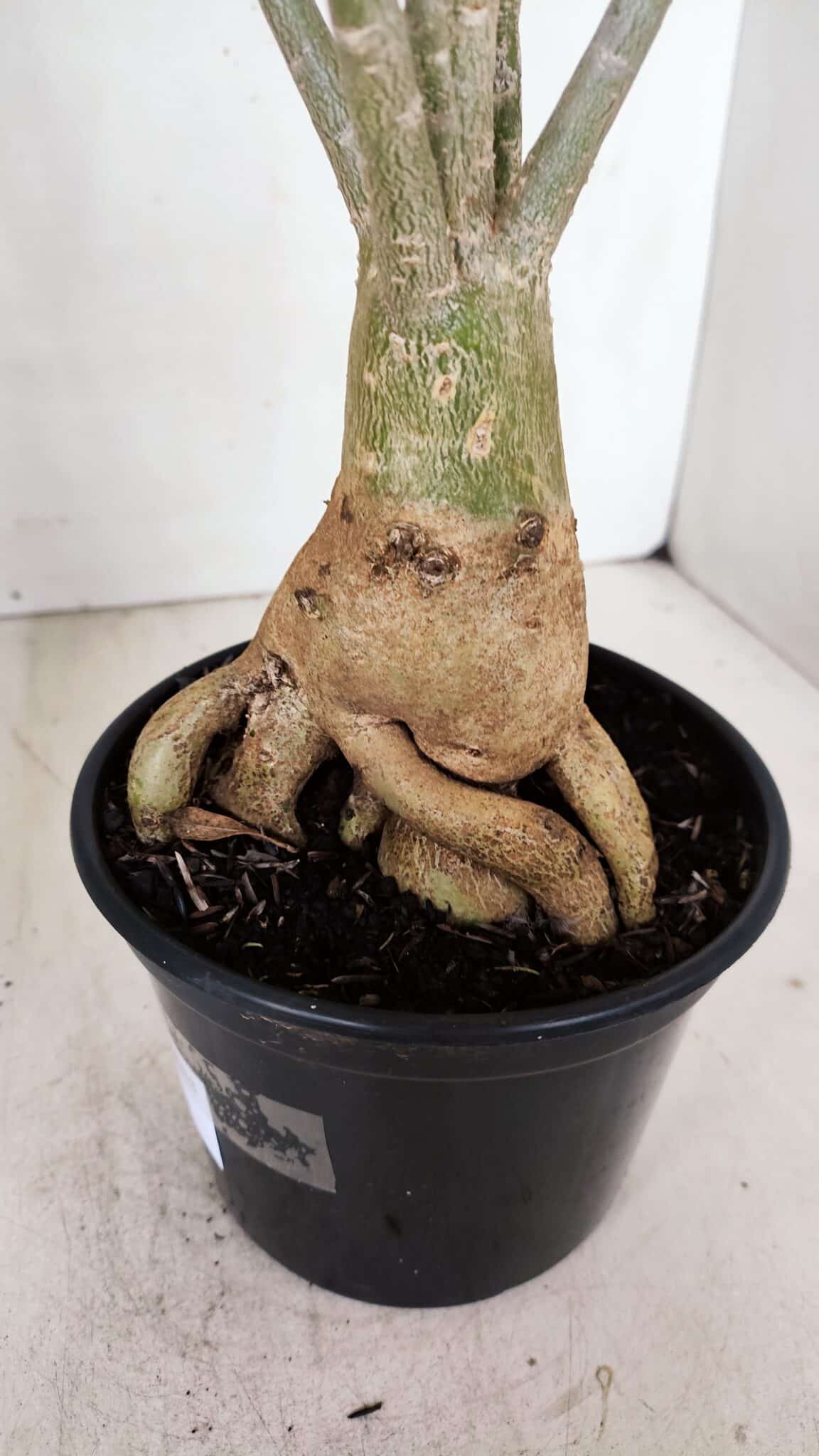Planta Simples 3033 (2) – 40cm – 03 anos