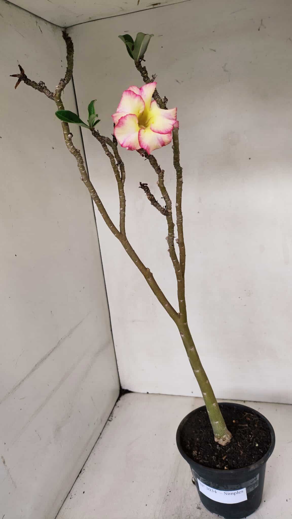 Planta Simples 3034 (2) – 35cm – 03 anos