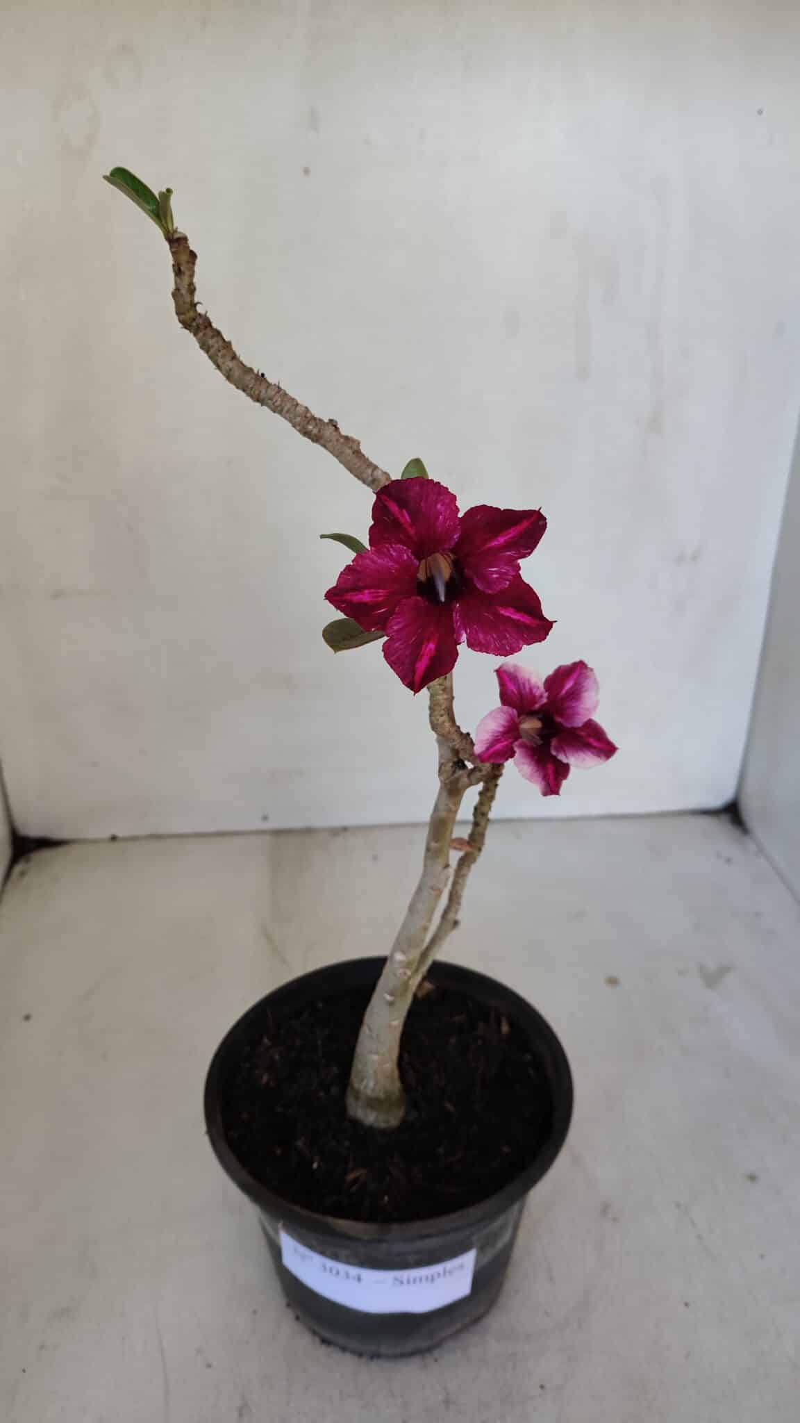Planta Simples 3034 – 30cm – 02 anos