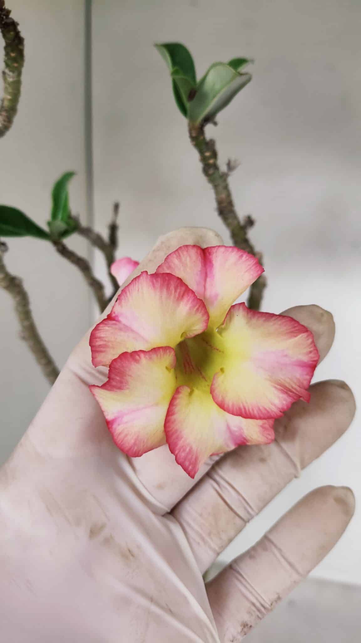 Planta Simples 3034 (2) – 35cm – 03 anos