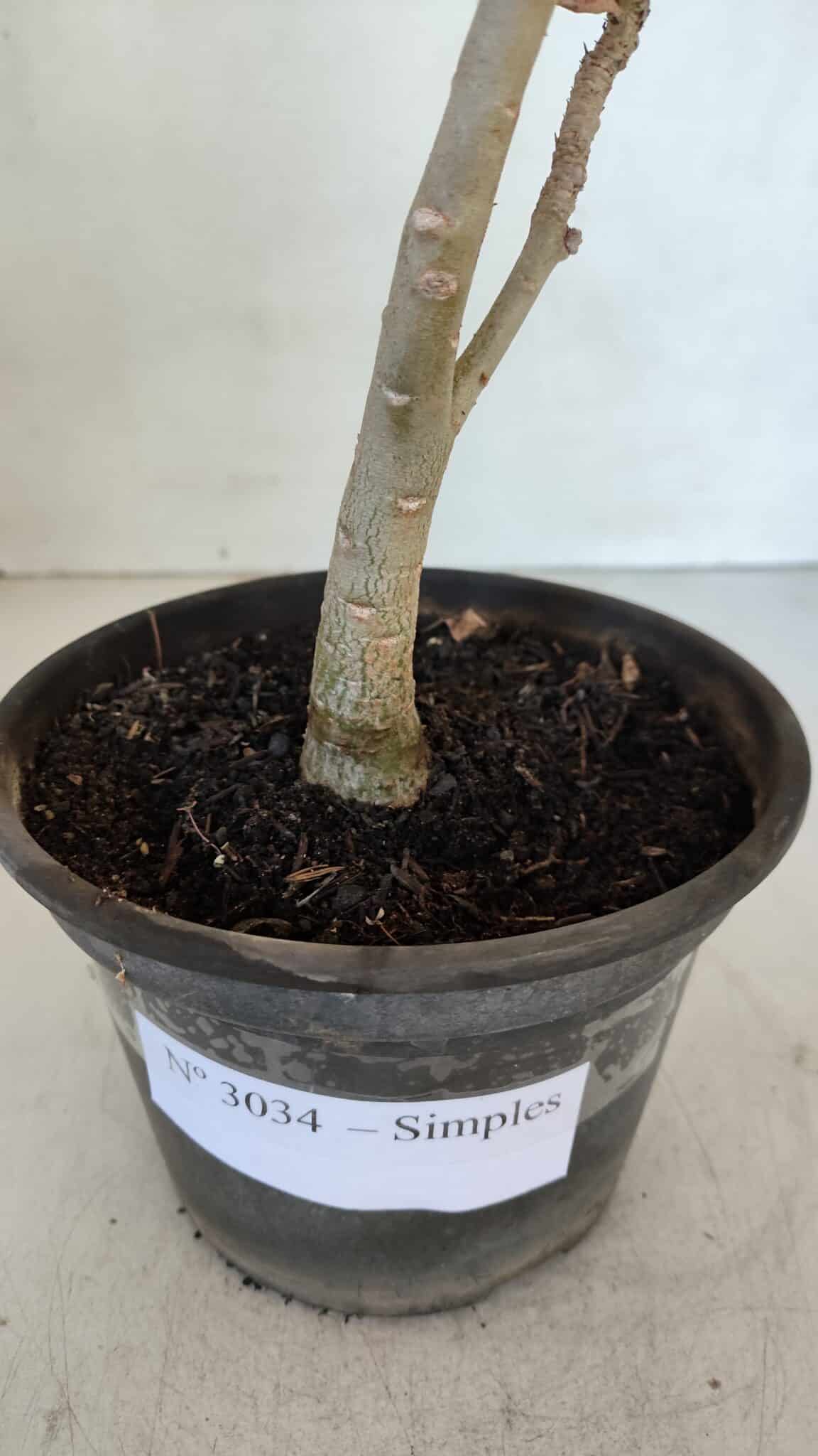 Planta Simples 3034 – 30cm – 02 anos