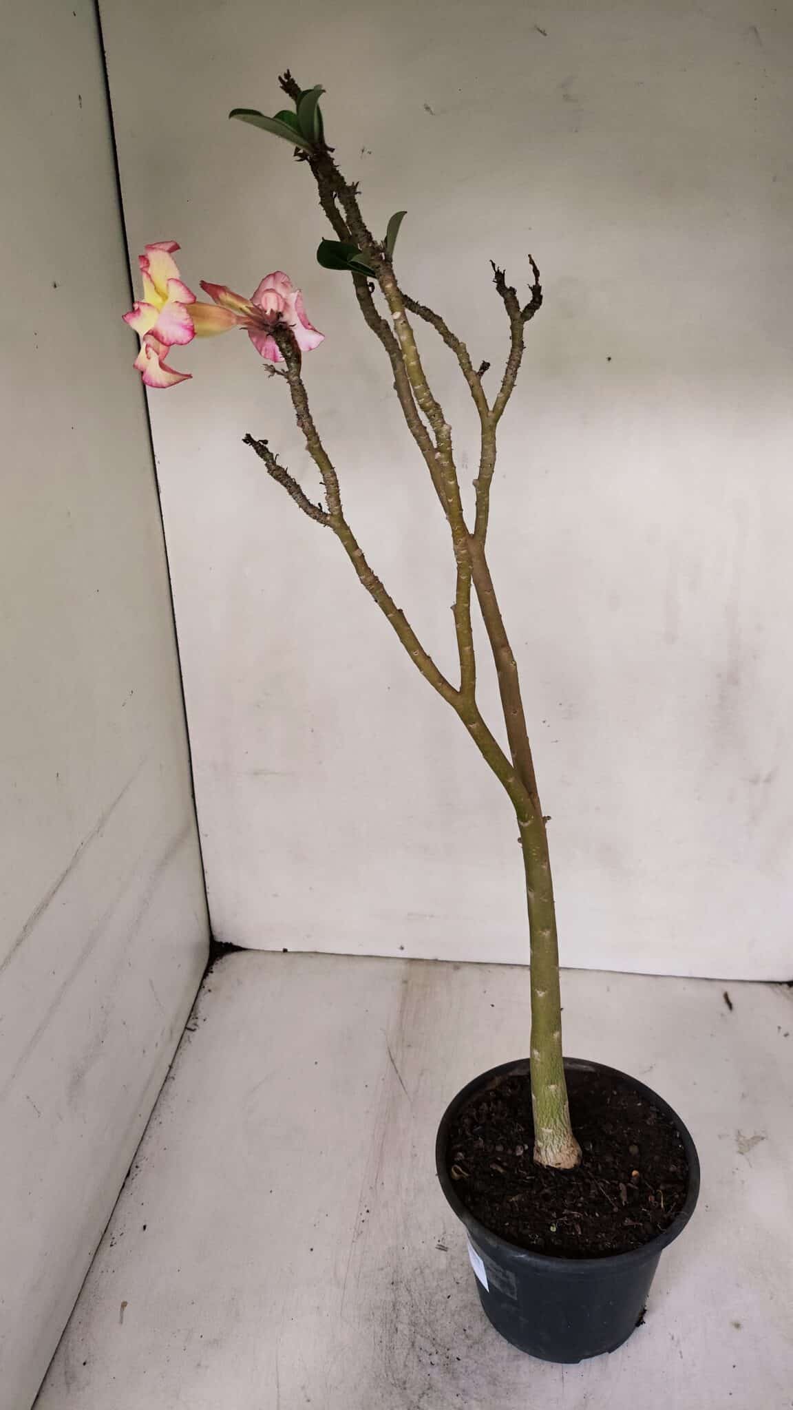 Planta Simples 3034 (2) – 35cm – 03 anos