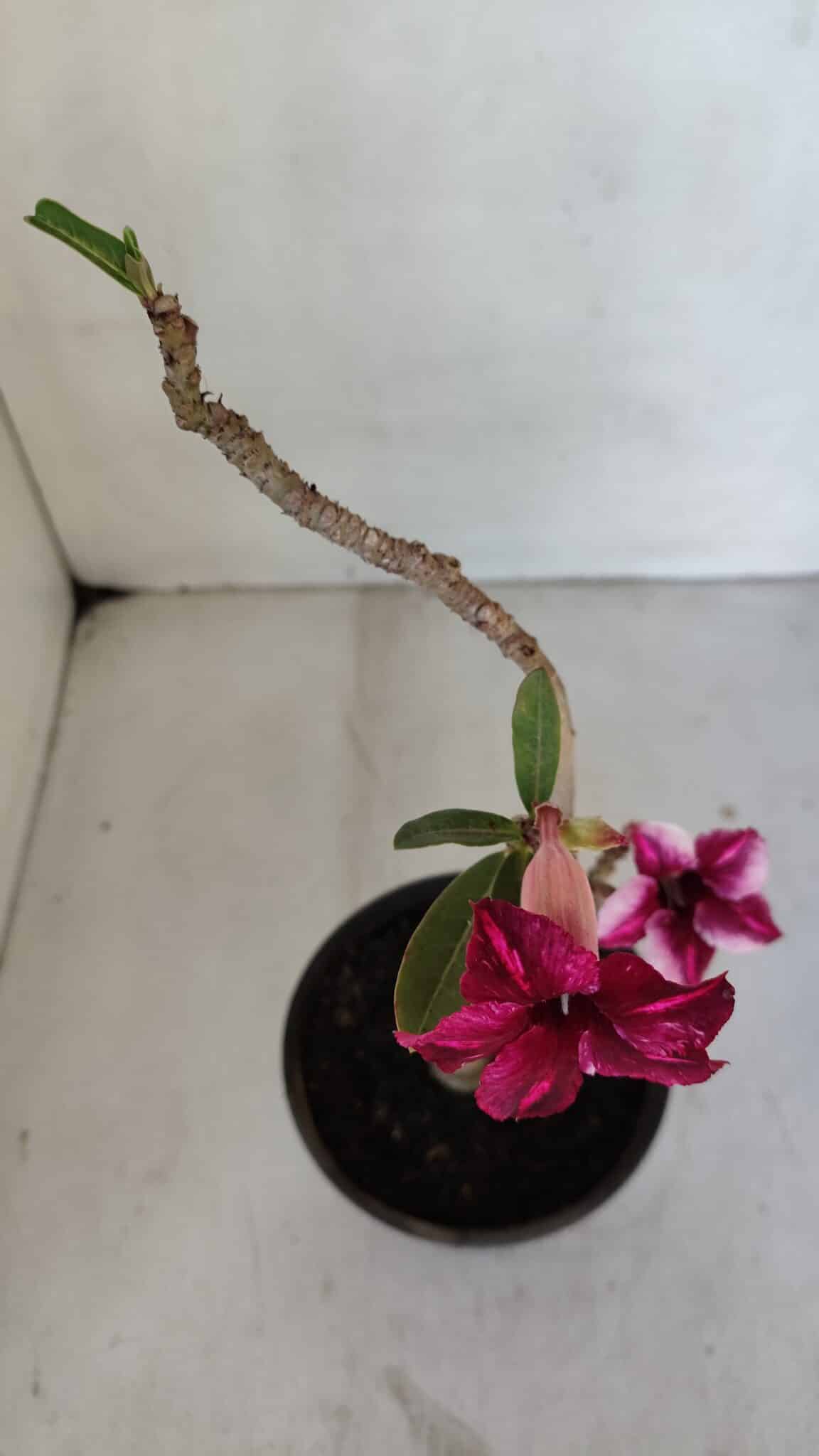 Planta Simples 3034 – 30cm – 02 anos
