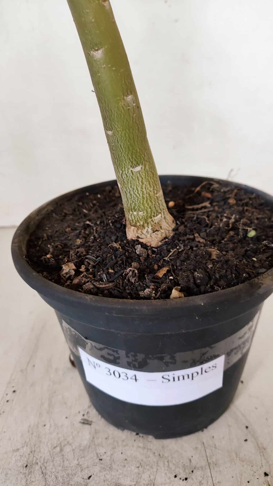 Planta Simples 3034 (2) – 35cm – 03 anos