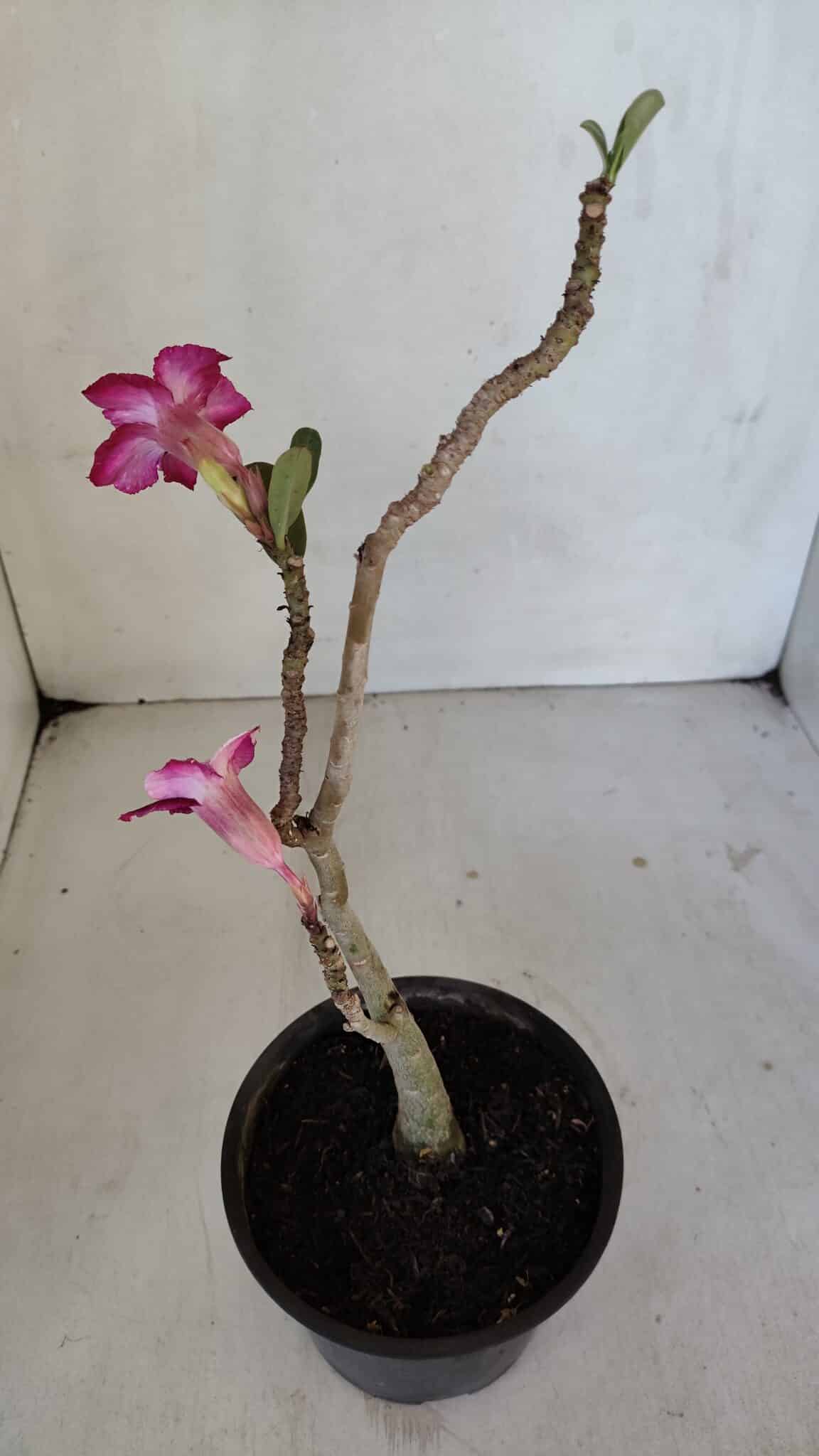 Planta Simples 3034 – 30cm – 02 anos
