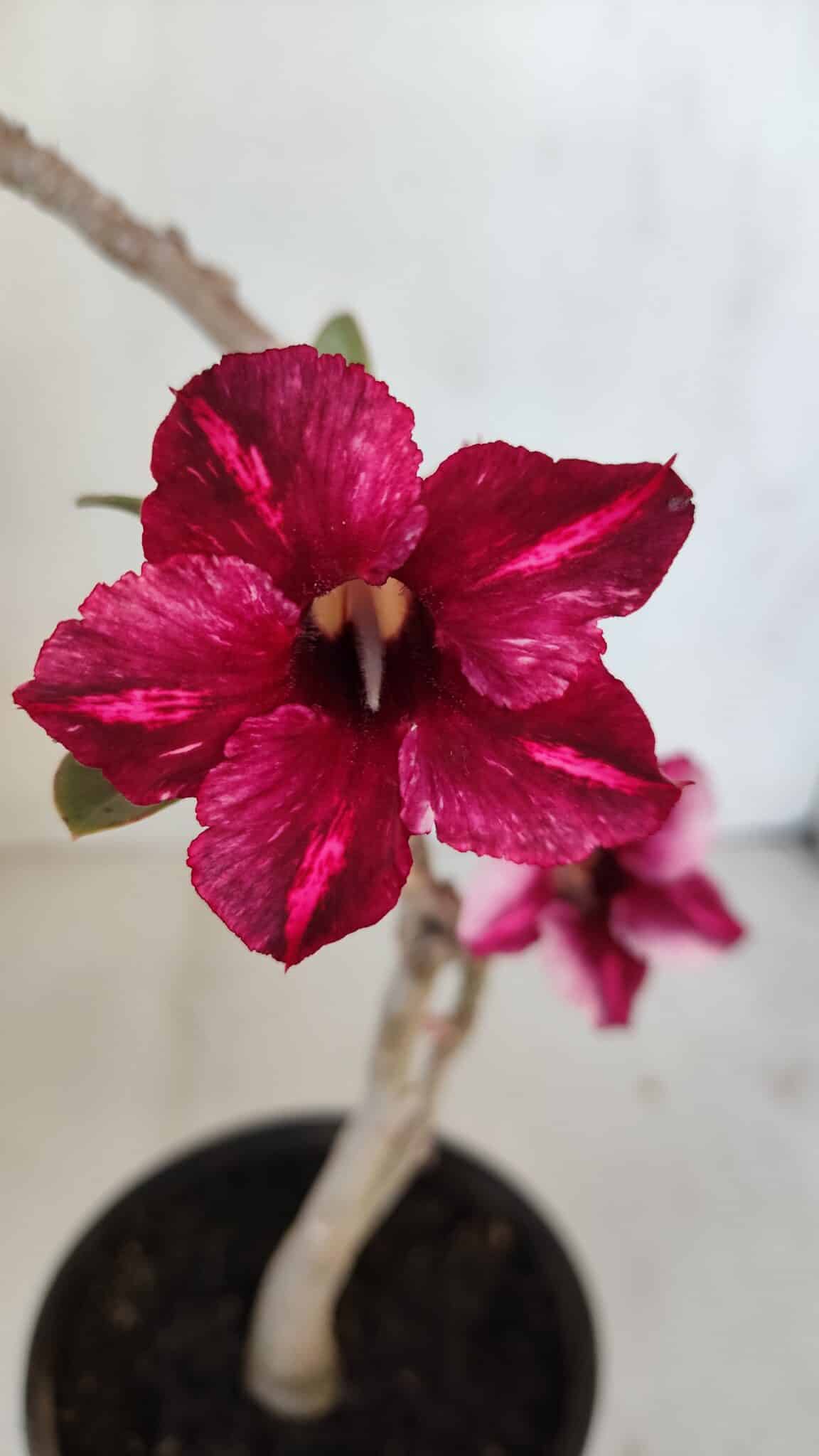 Planta Simples 3034 – 30cm – 02 anos