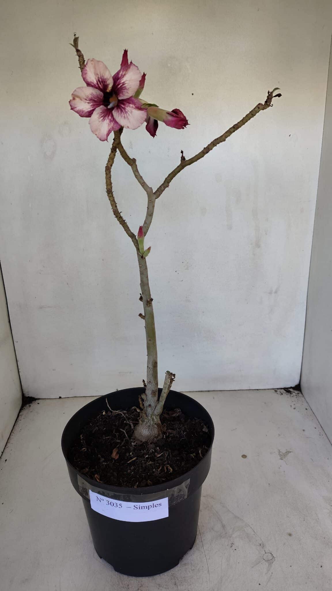 Planta Simples 3035 – 35cm – 03 anos