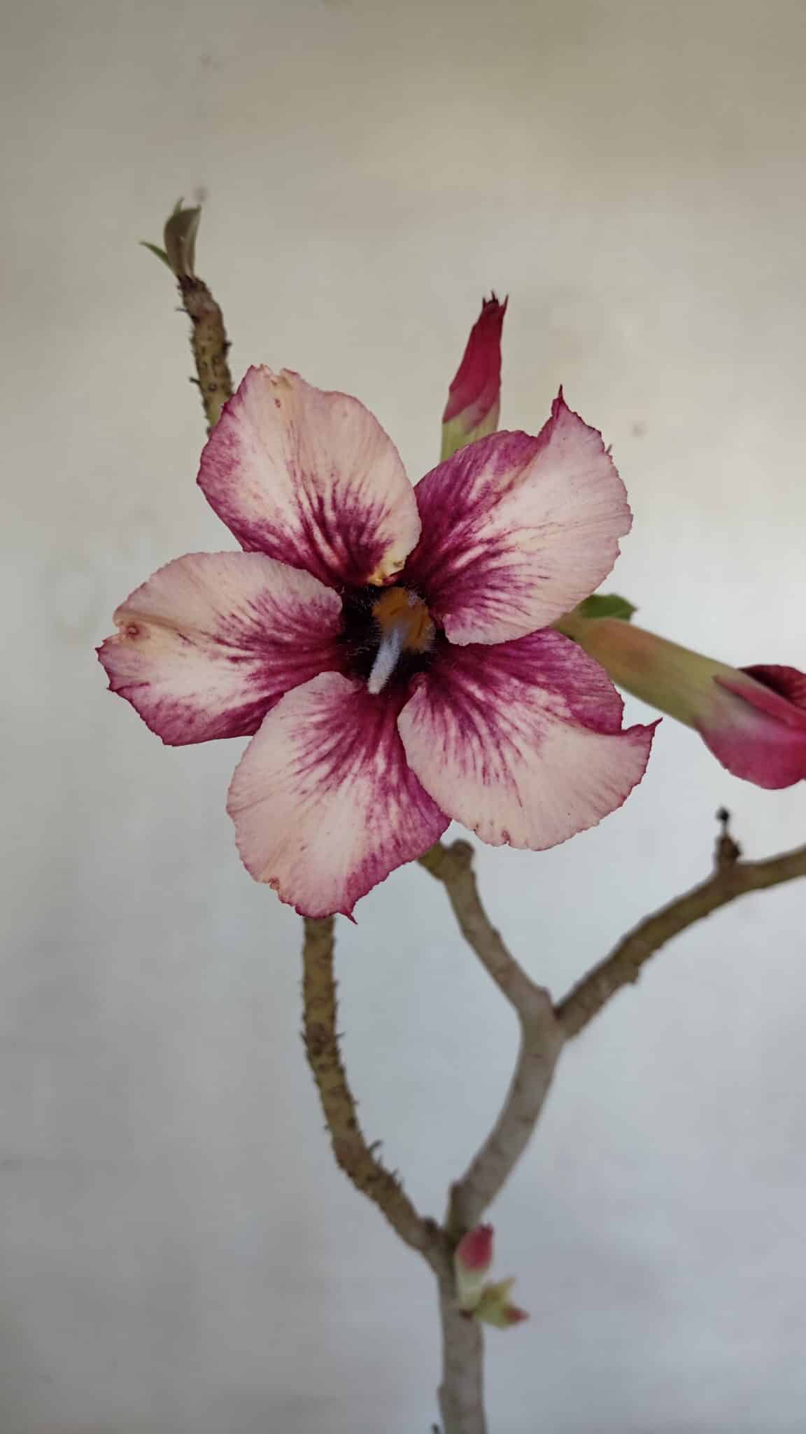 Planta Simples 3035 – 35cm – 03 anos