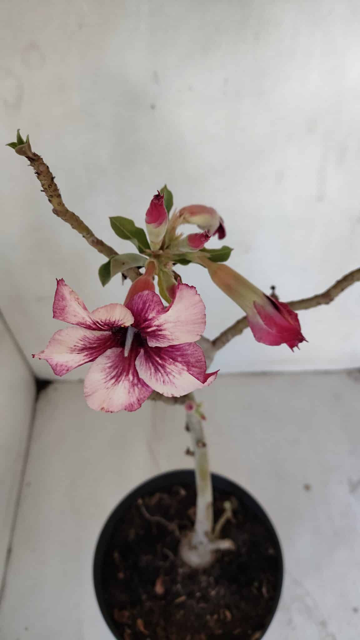 Planta Simples 3035 – 35cm – 03 anos