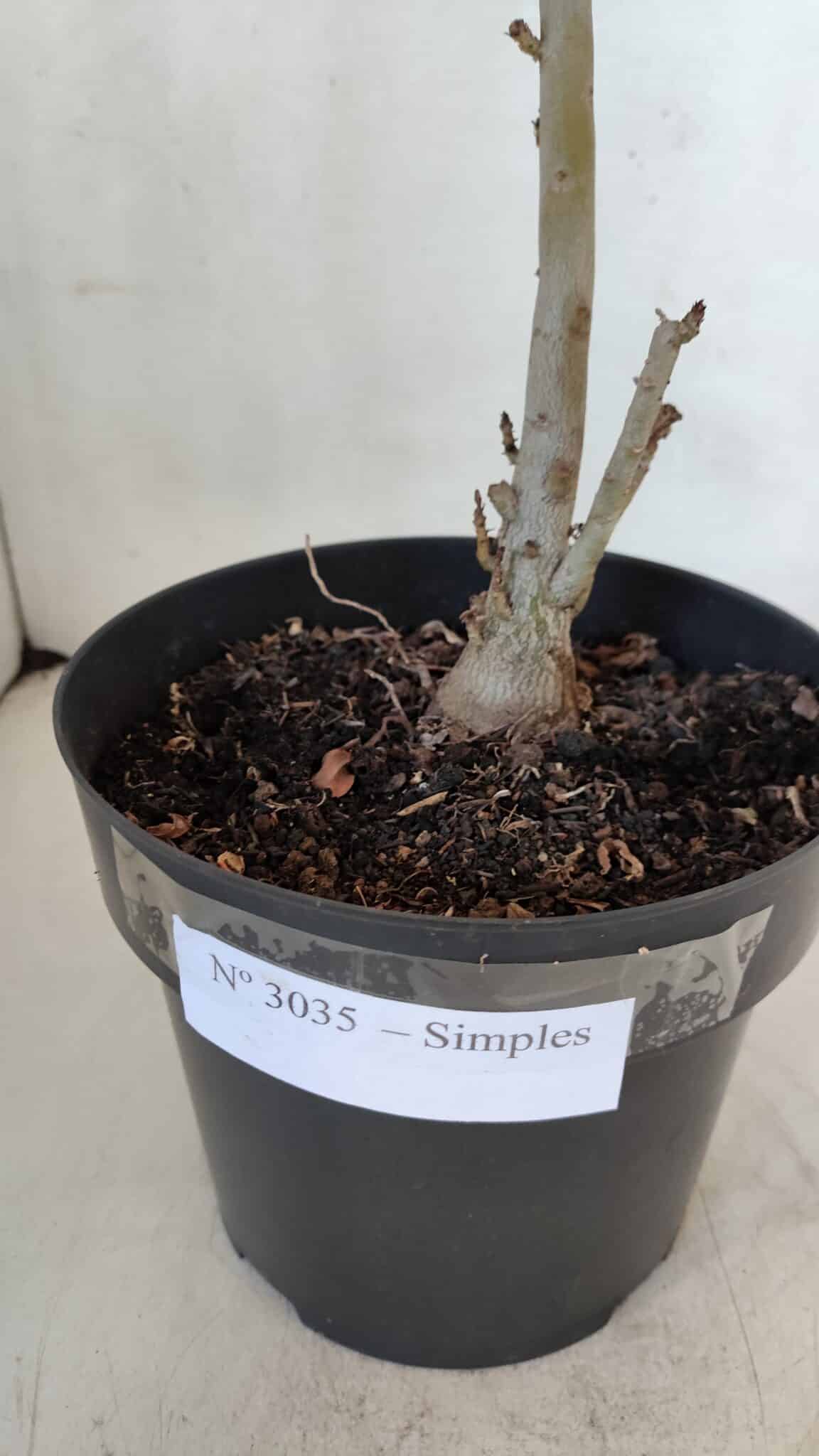 Planta Simples 3035 – 35cm – 03 anos