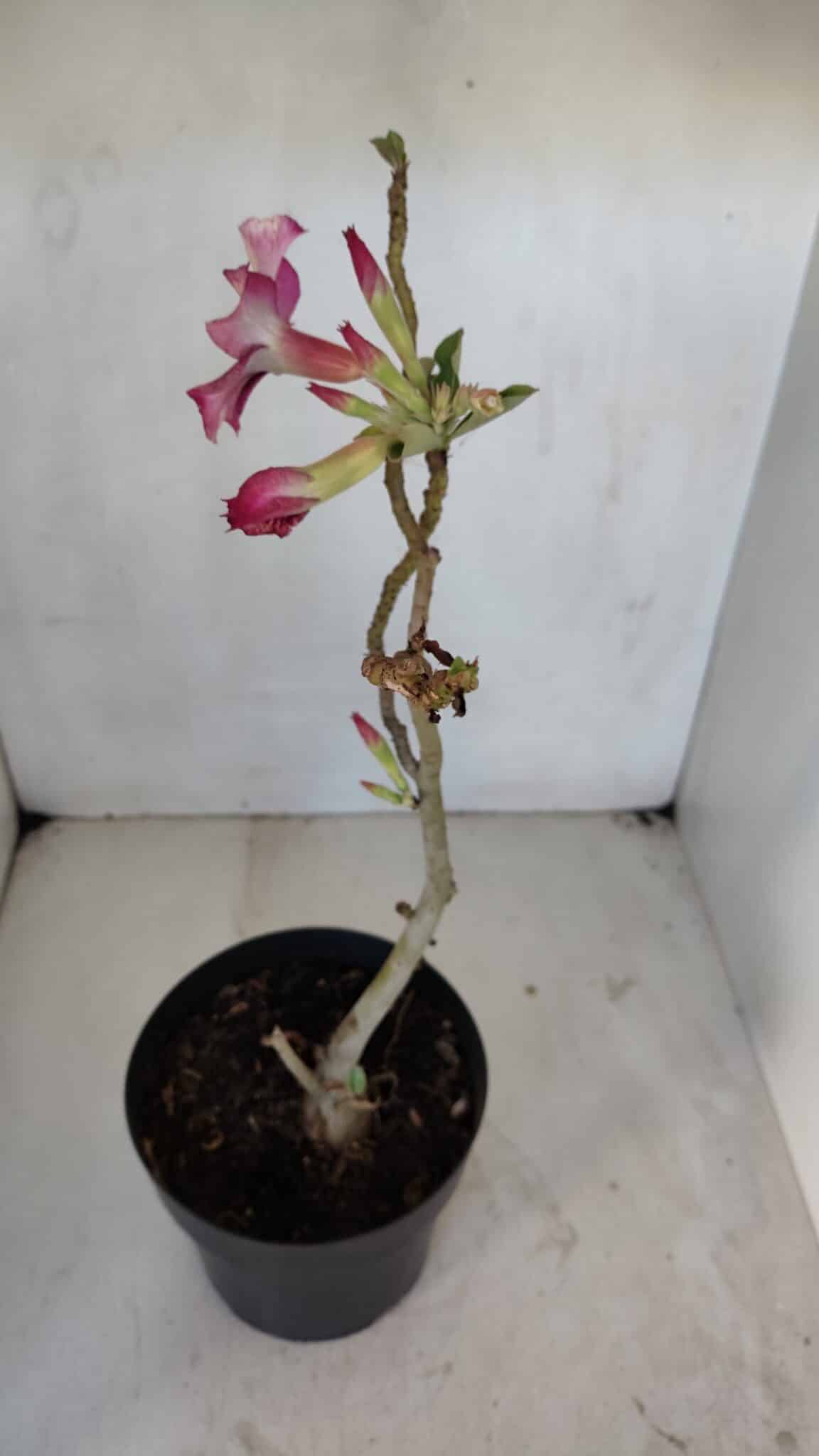 Planta Simples 3035 – 35cm – 03 anos