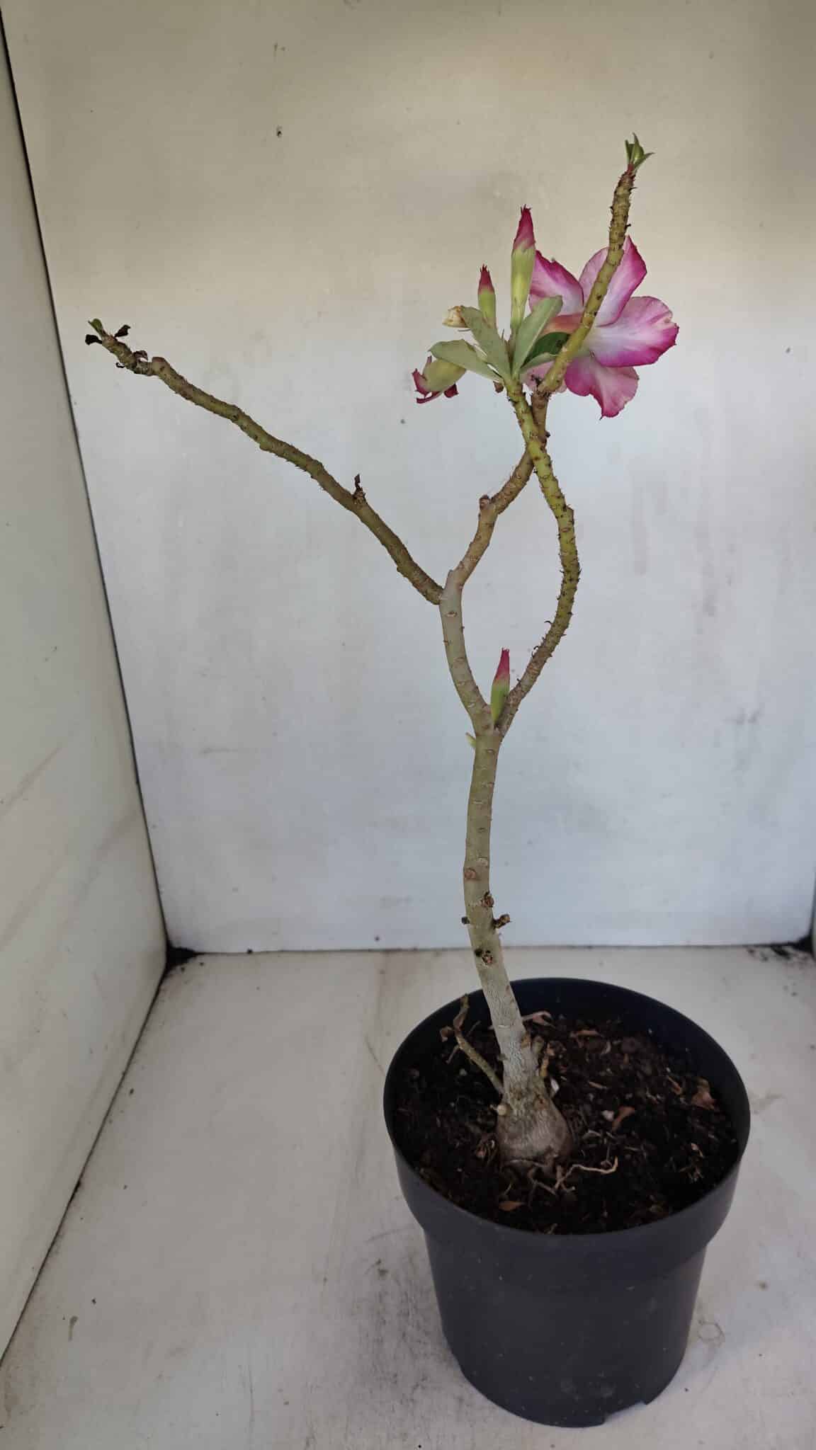 Planta Simples 3035 – 35cm – 03 anos