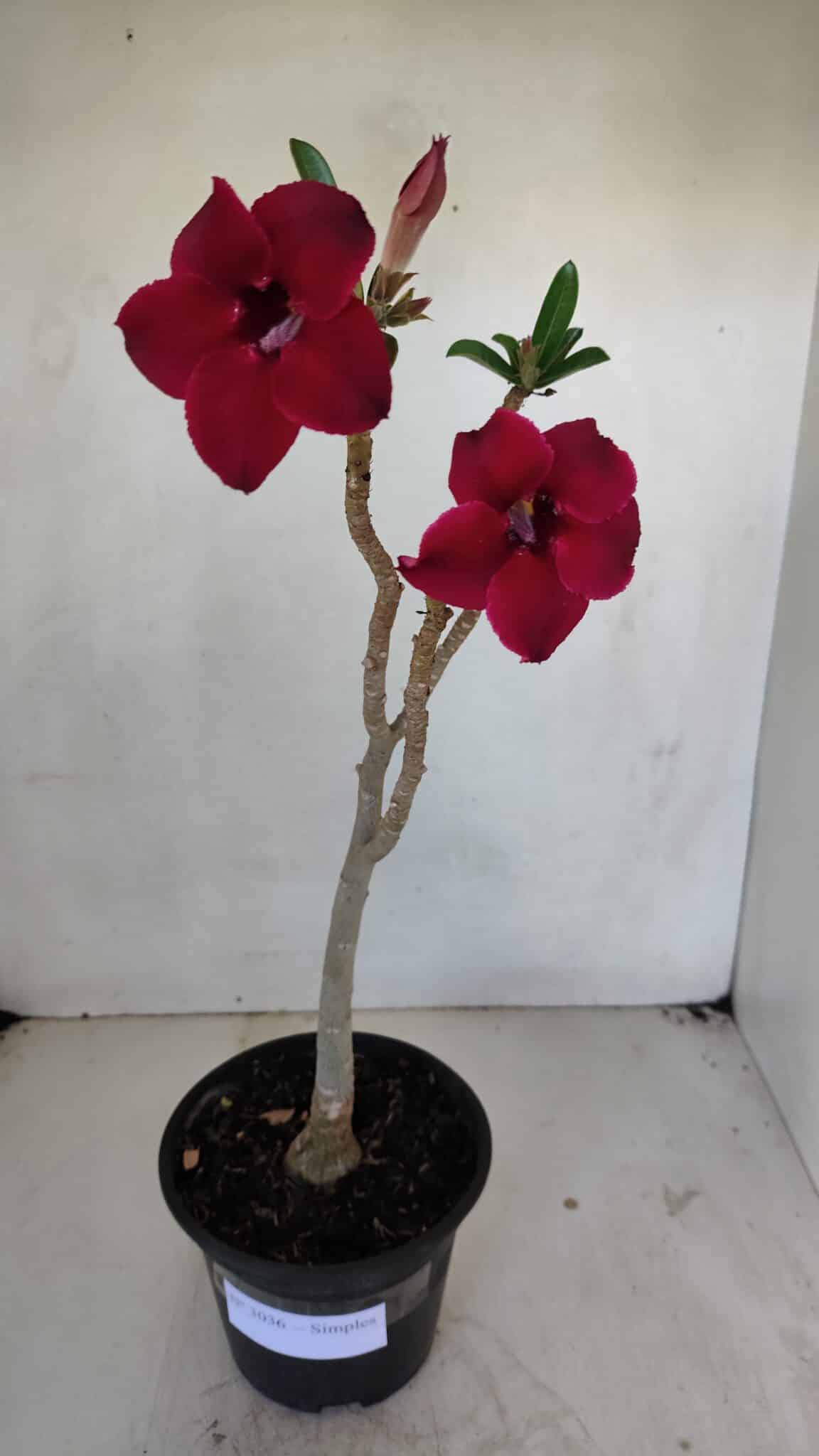 Planta Simples 3036 – 35cm – 03 anos