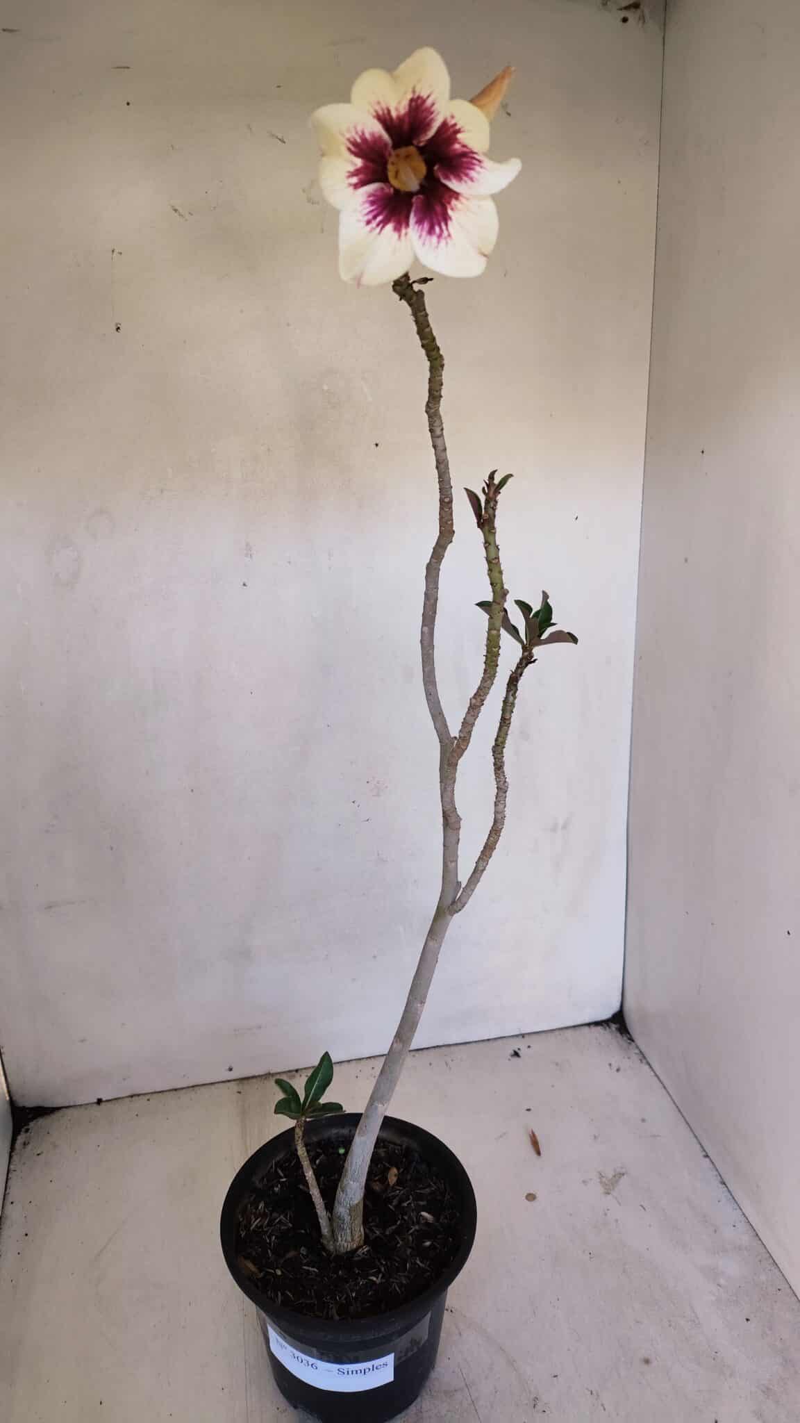 Planta Simples 3036 – 40cm – 03 anos