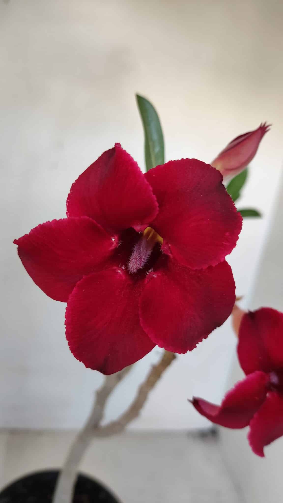 Planta Simples 3036 – 35cm – 03 anos