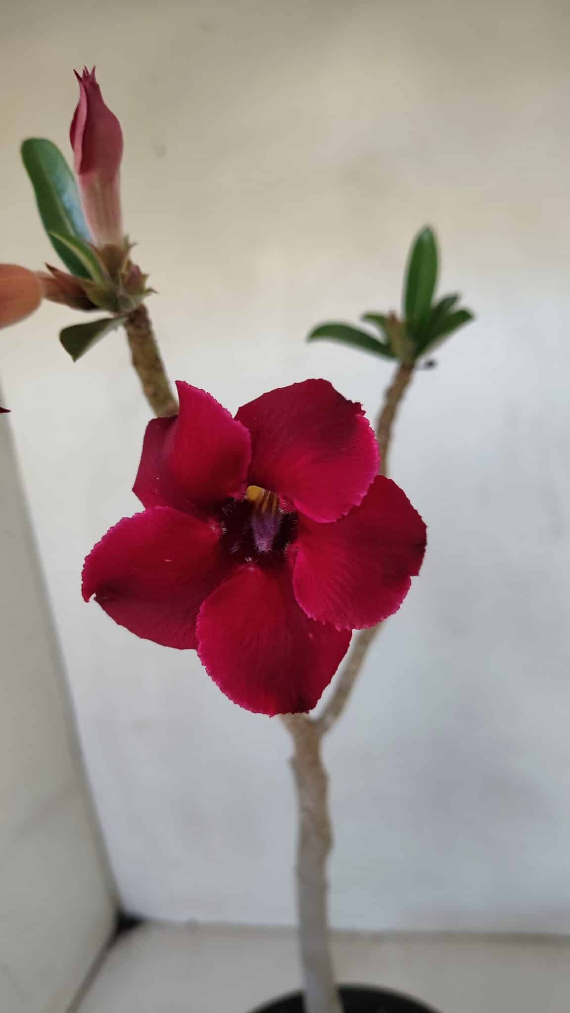 Planta Simples 3036 – 35cm – 03 anos