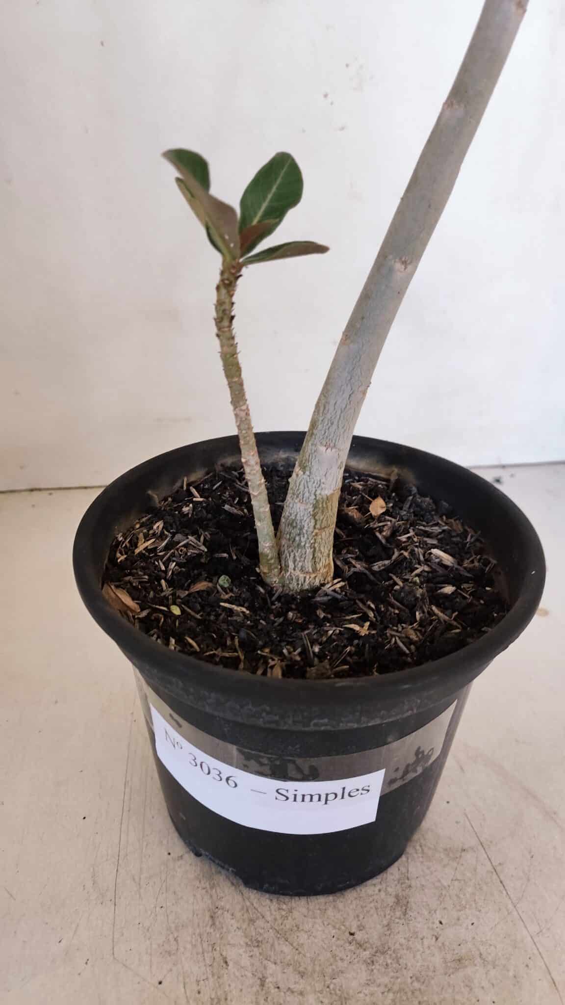 Planta Simples 3036 – 40cm – 03 anos