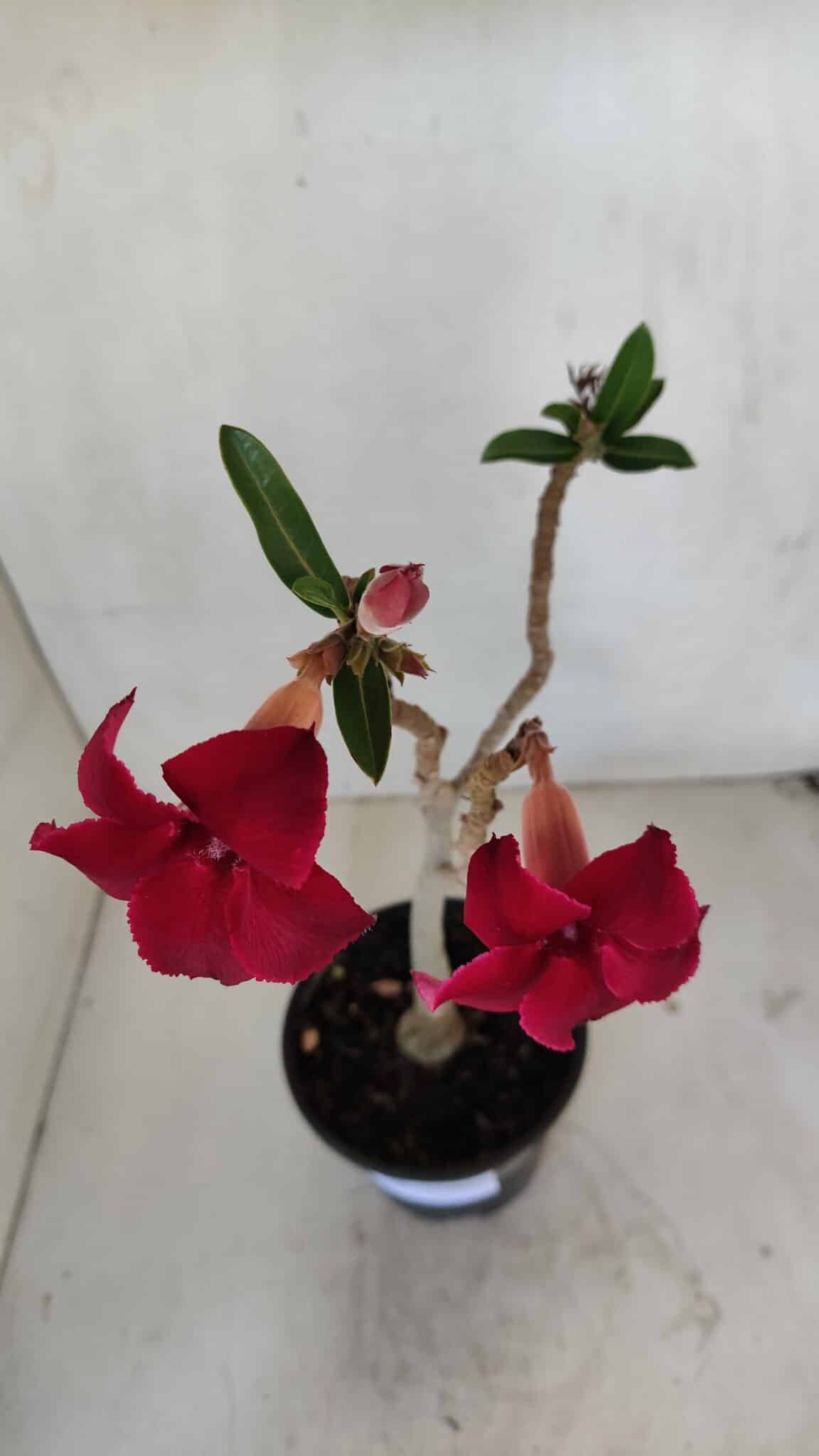 Planta Simples 3036 – 35cm – 03 anos