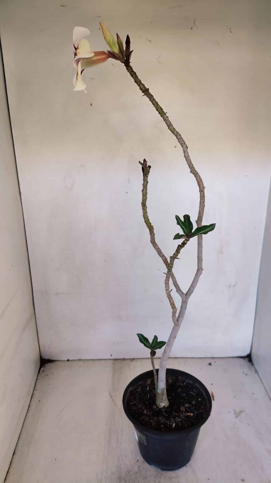 Planta Simples 3036 – 40cm – 03 anos