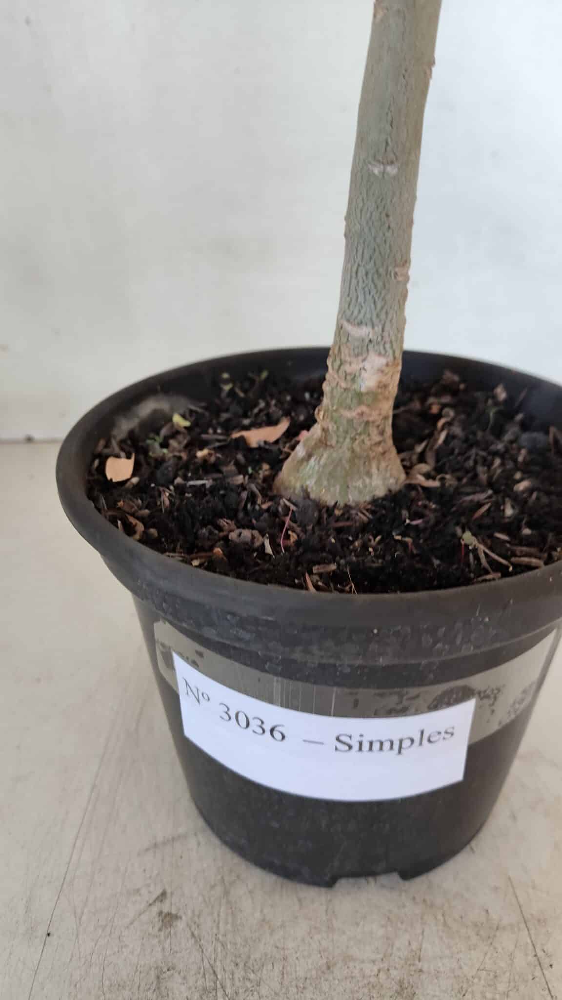 Planta Simples 3036 – 35cm – 03 anos