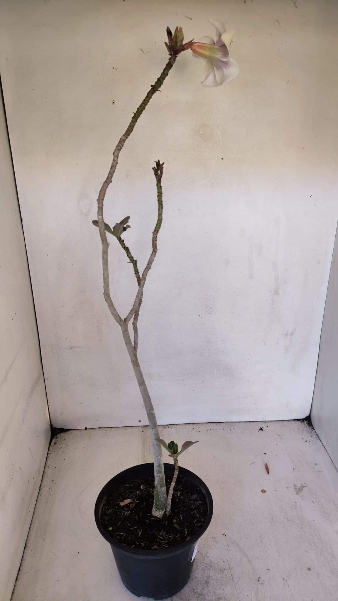 Planta Simples 3036 – 40cm – 03 anos