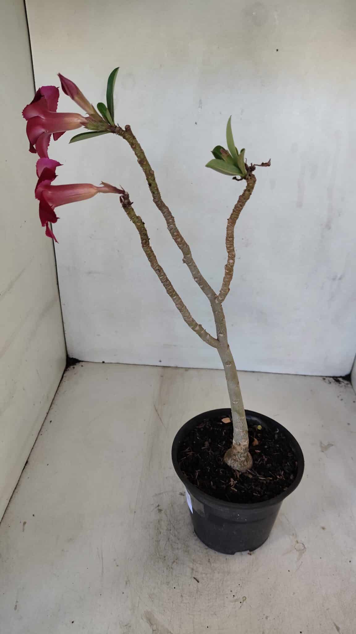 Planta Simples 3036 – 35cm – 03 anos