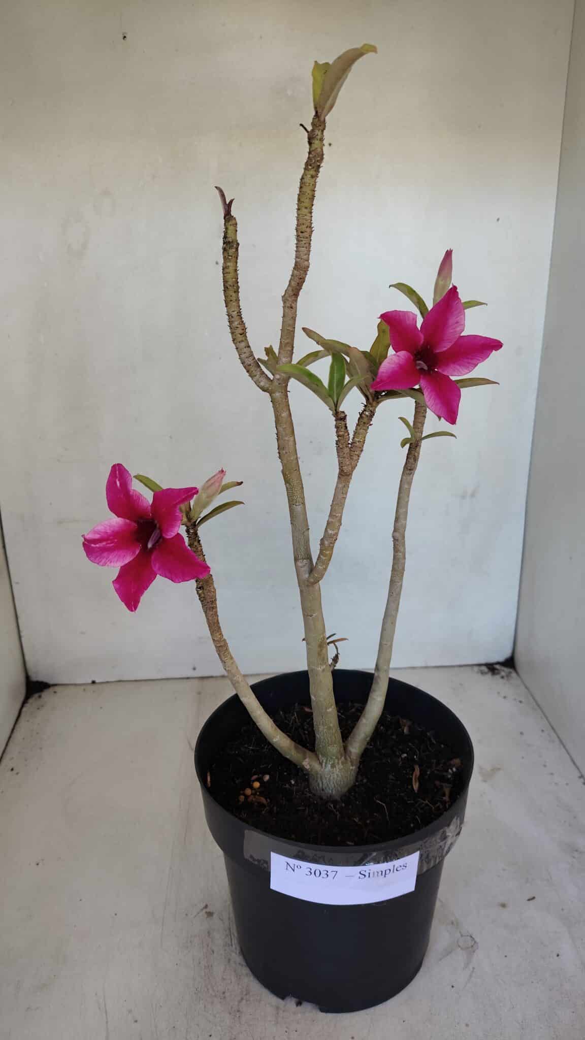 Planta Simples 3037 – 35cm – 03 anos