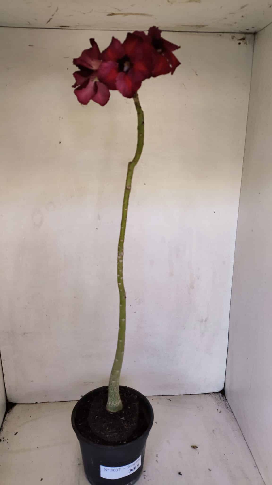Planta Simples 3037 – 40cm – 03 anos