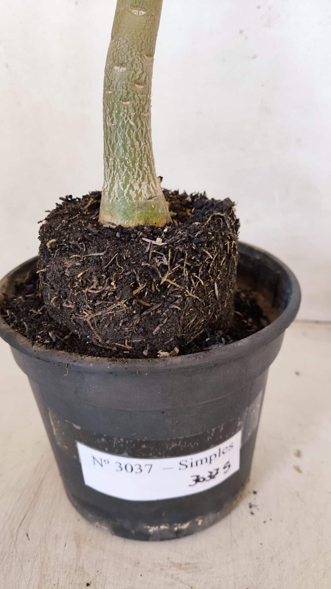 Planta Simples 3037 – 40cm – 03 anos