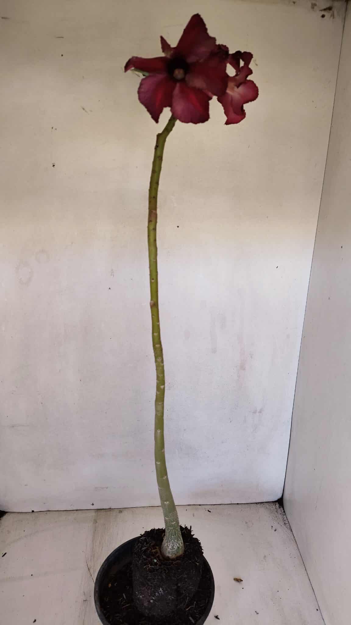 Planta Simples 3037 – 40cm – 03 anos