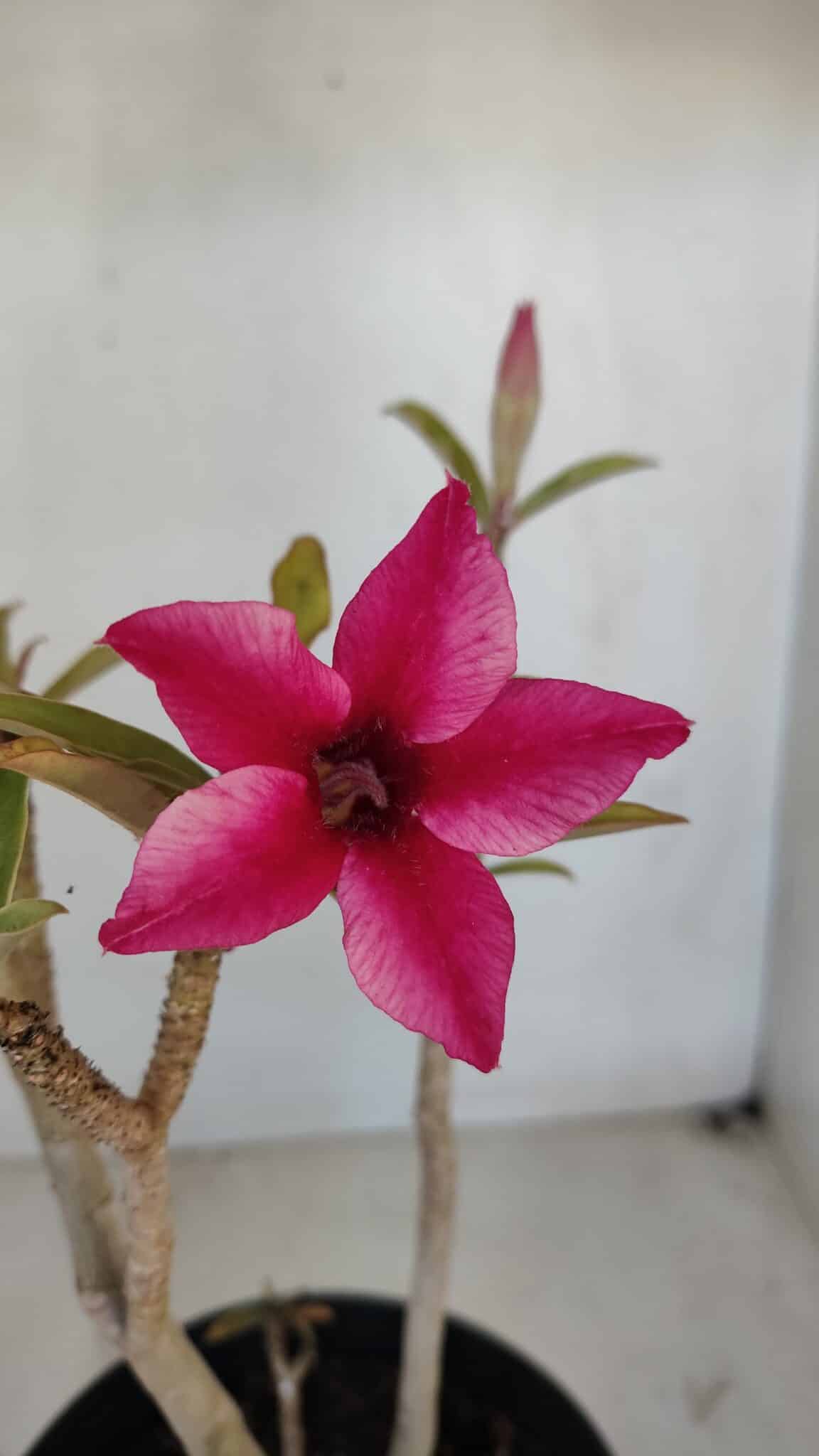 Planta Simples 3037 – 35cm – 03 anos