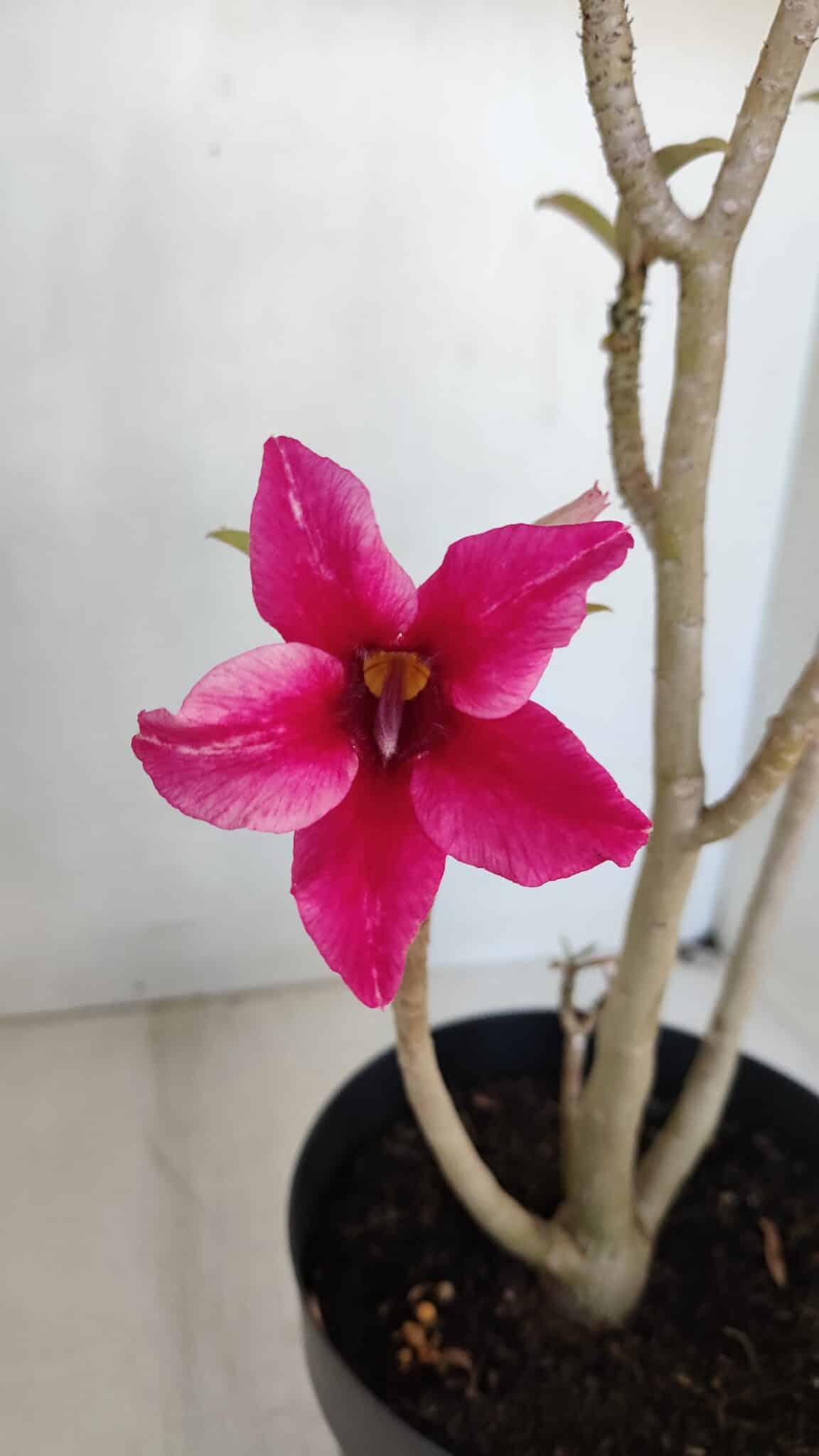 Planta Simples 3037 – 35cm – 03 anos