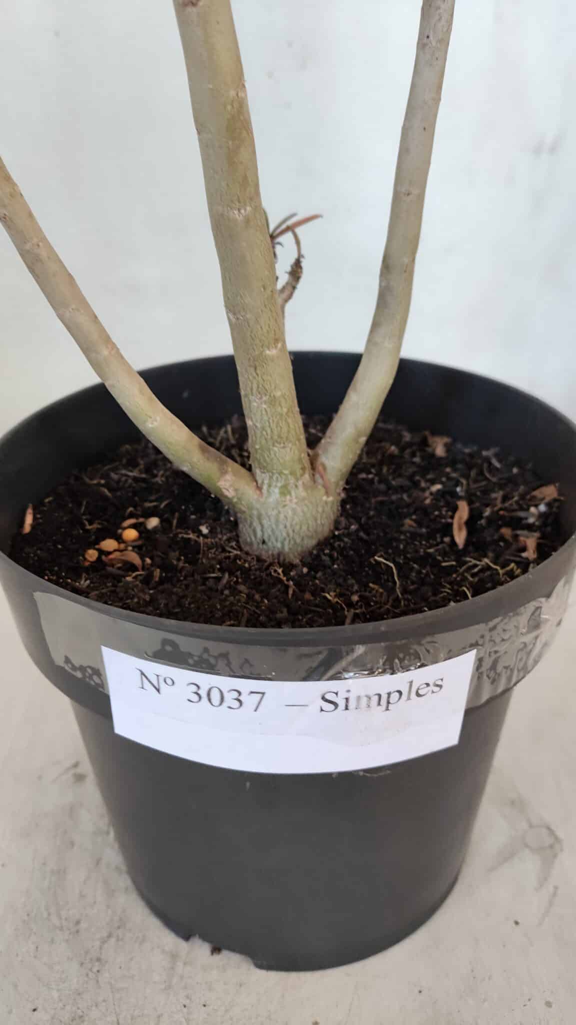 Planta Simples 3037 – 35cm – 03 anos