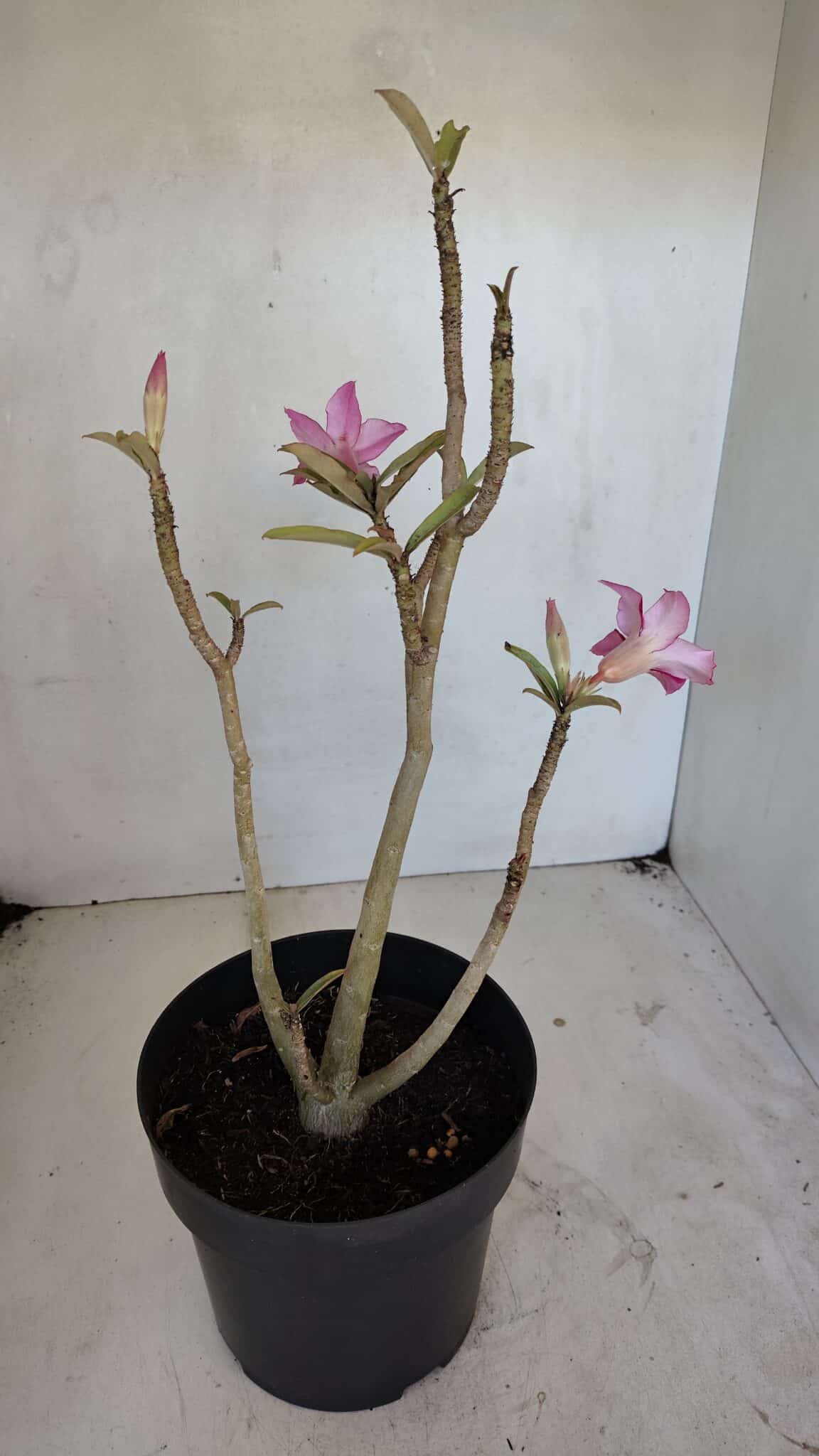 Planta Simples 3037 – 35cm – 03 anos