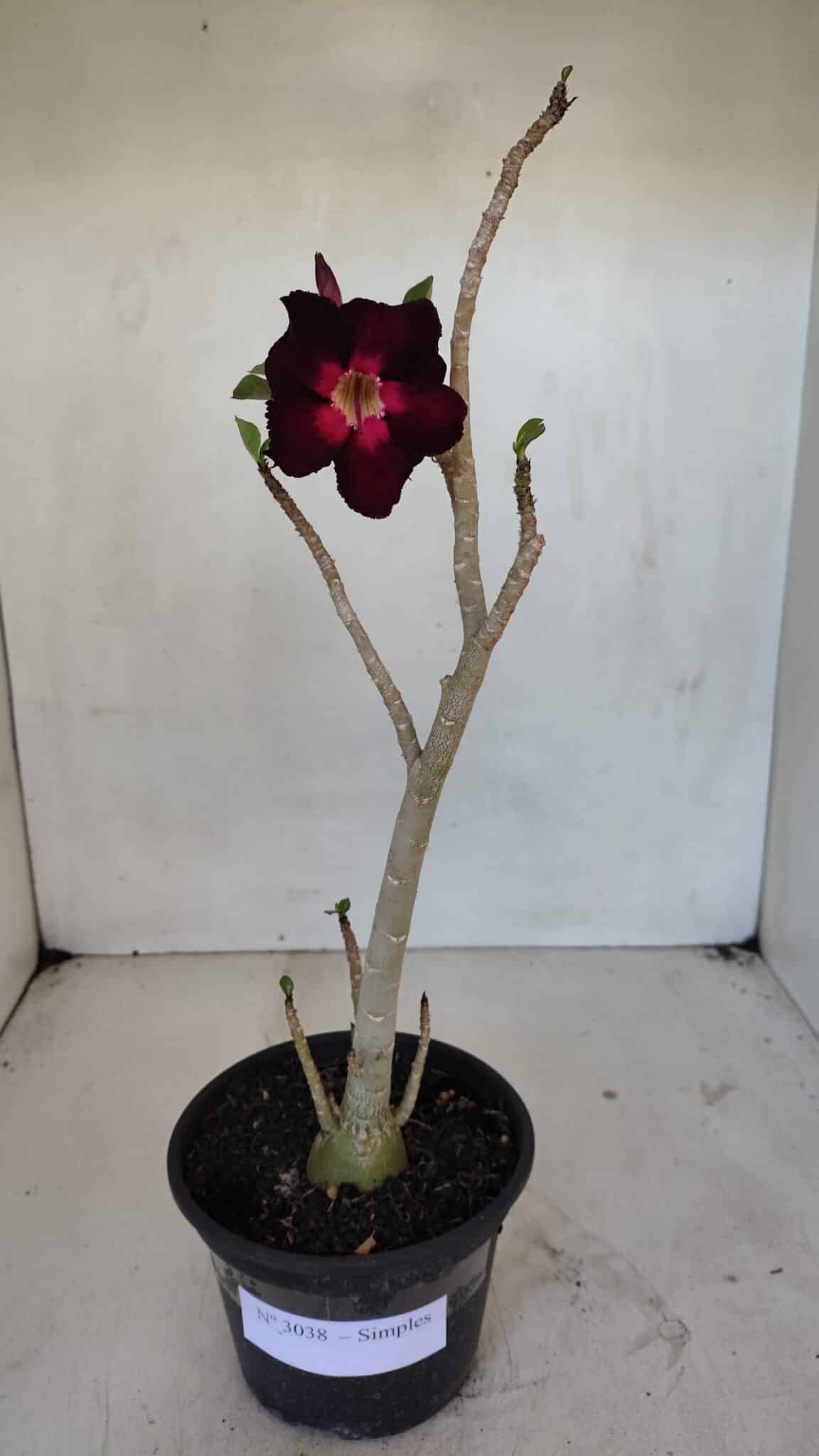 Planta Simples 3038 – 35cm – 03 anos