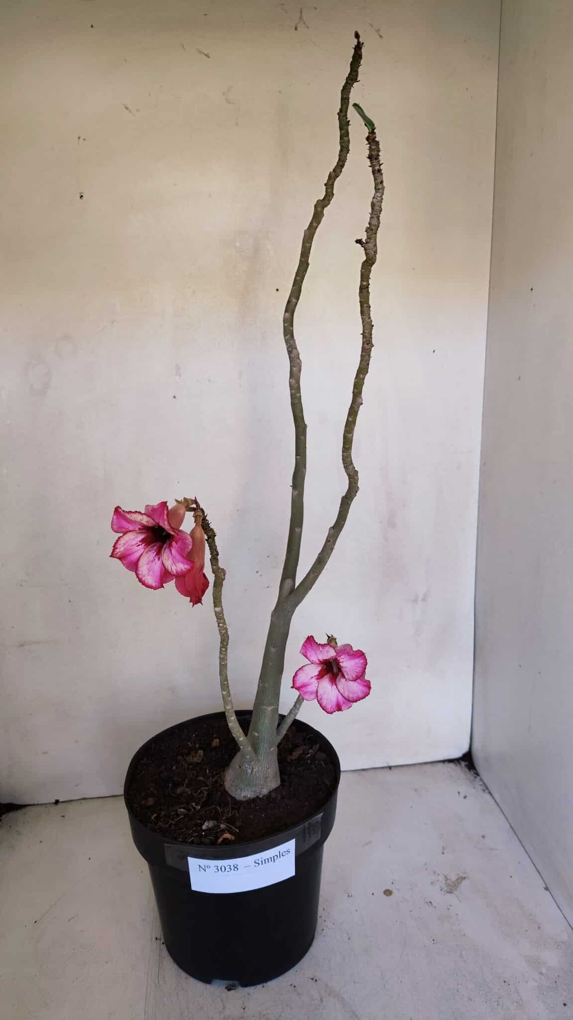 Planta Simples 3038 – 50cm – 04 anos