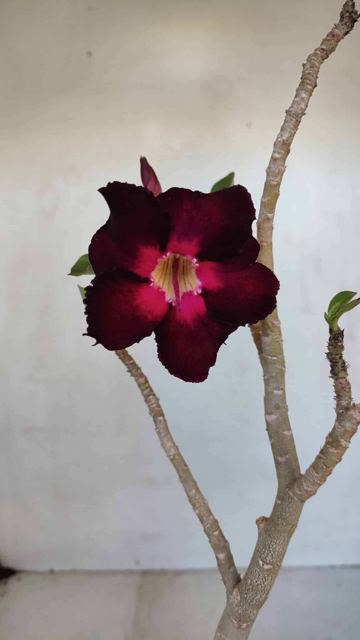 Planta Simples 3038 – 35cm – 03 anos