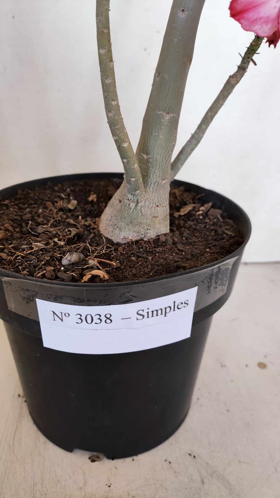 Planta Simples 3038 – 50cm – 04 anos