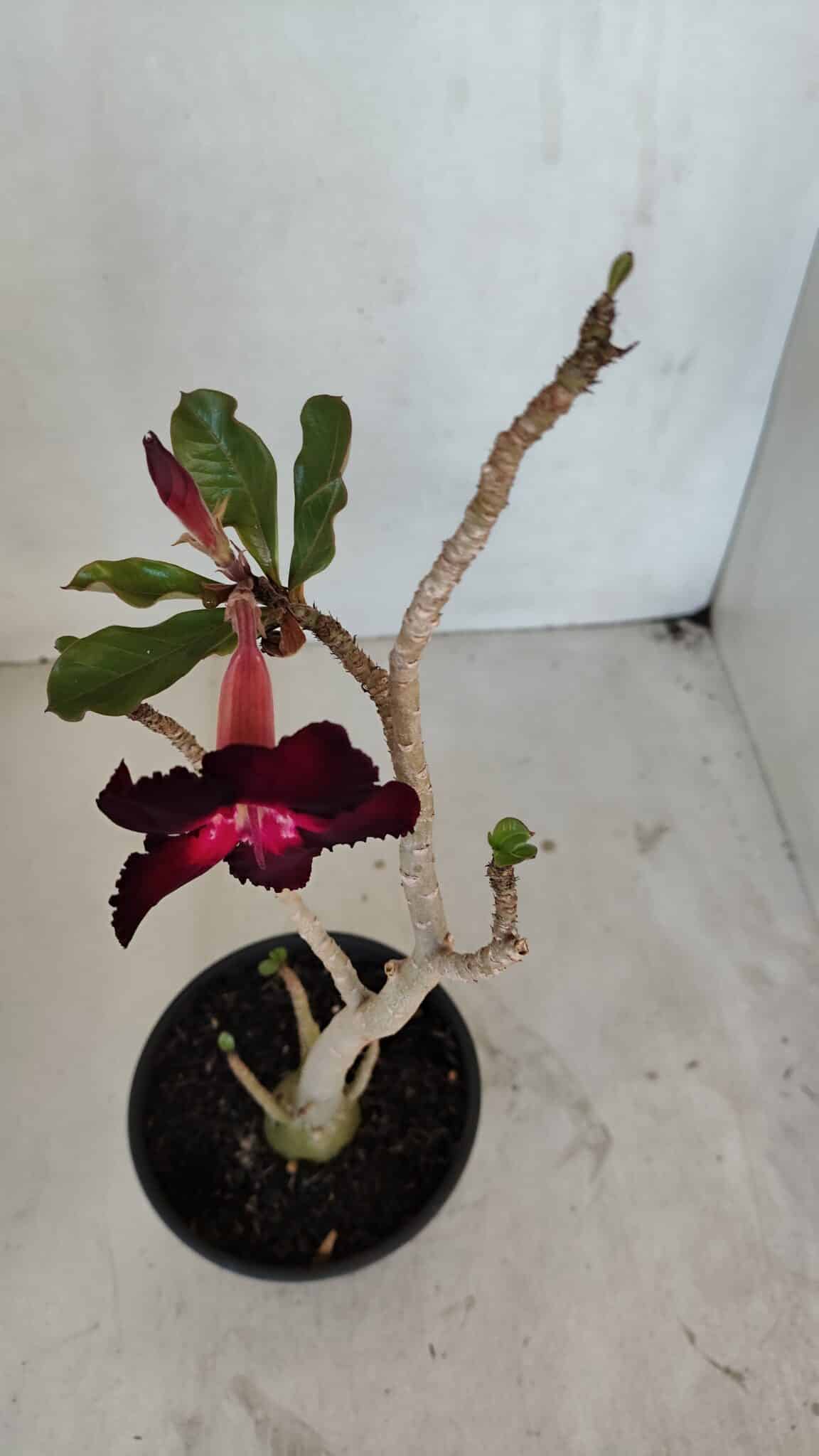 Planta Simples 3038 – 35cm – 03 anos