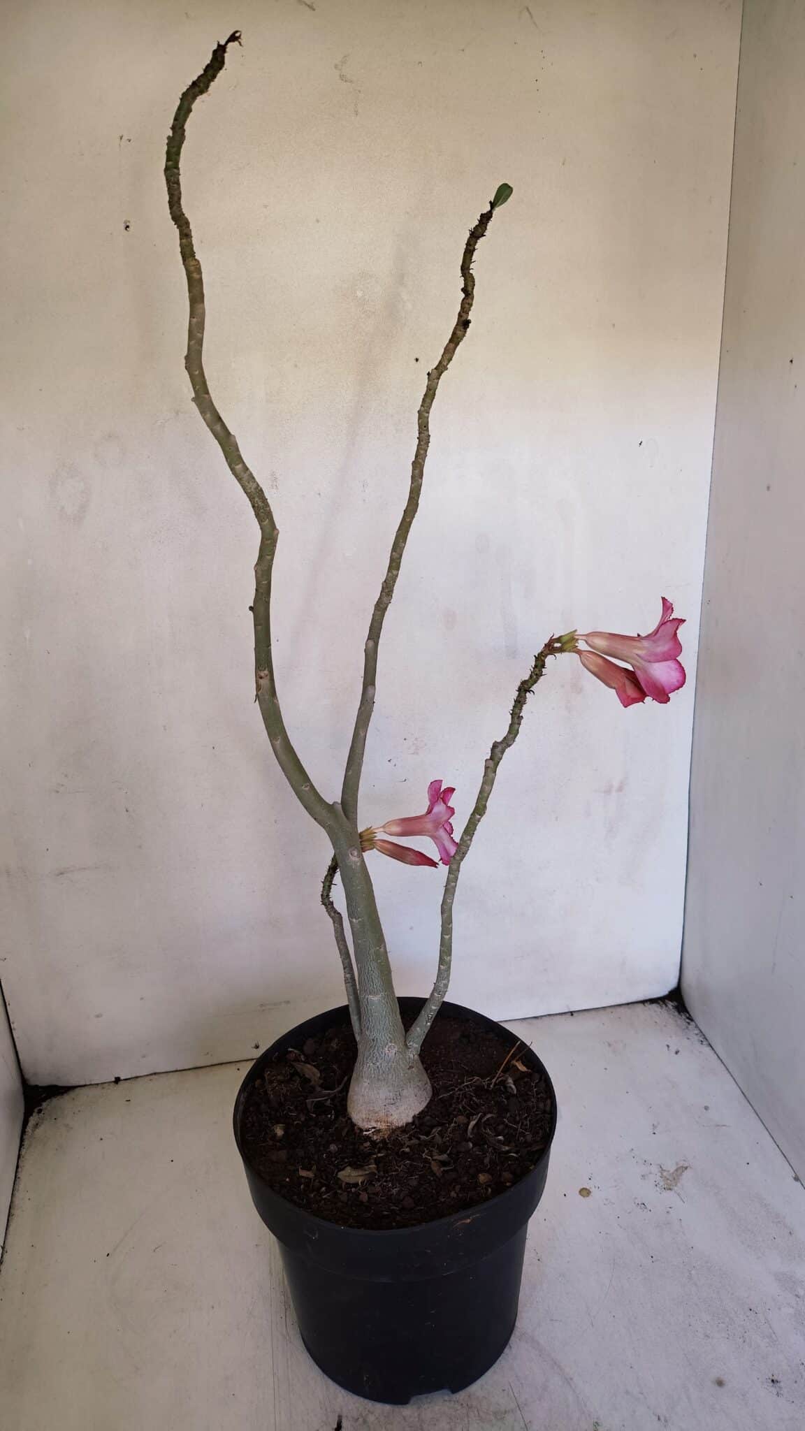 Planta Simples 3038 – 50cm – 04 anos