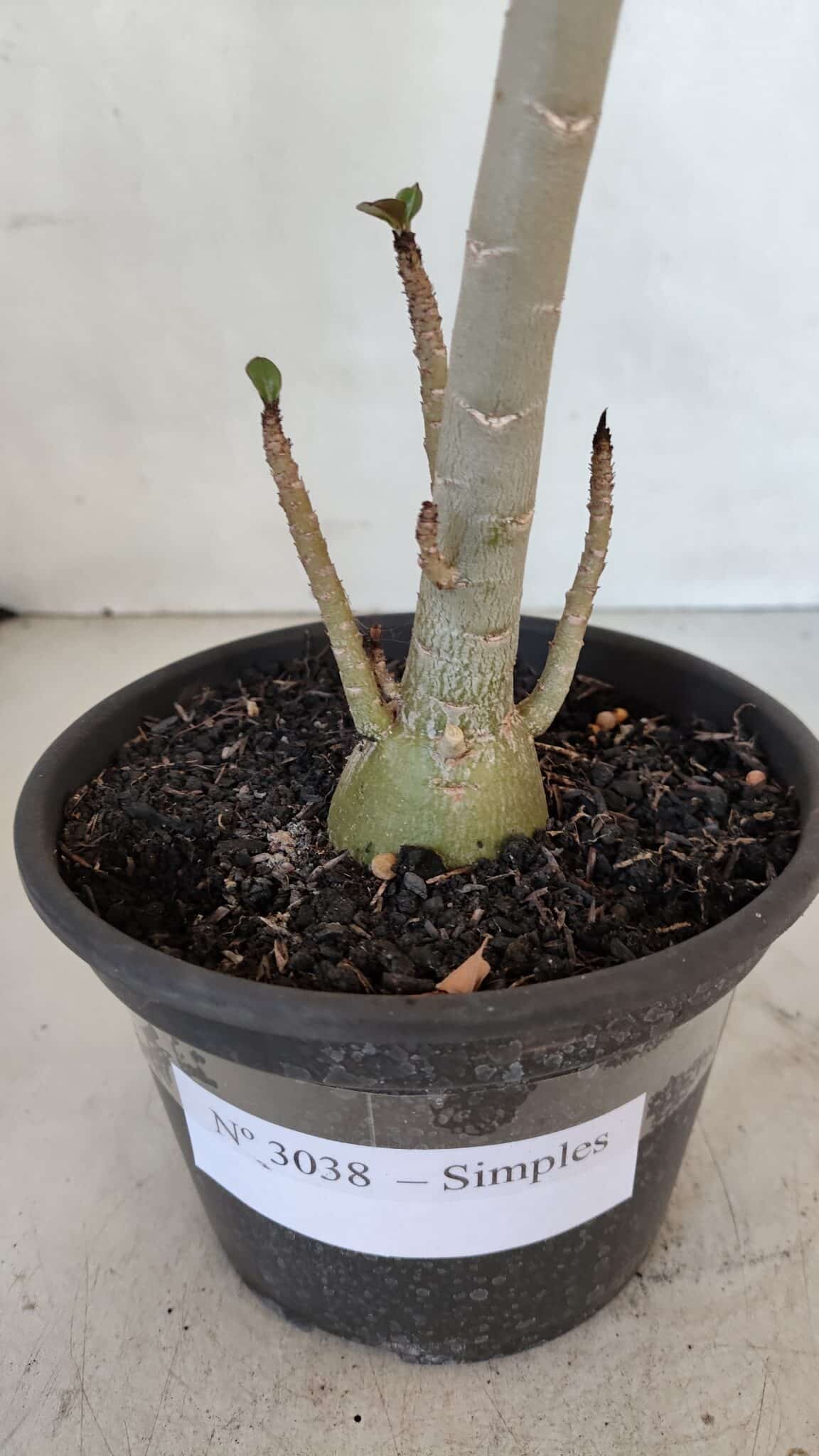Planta Simples 3038 – 35cm – 03 anos