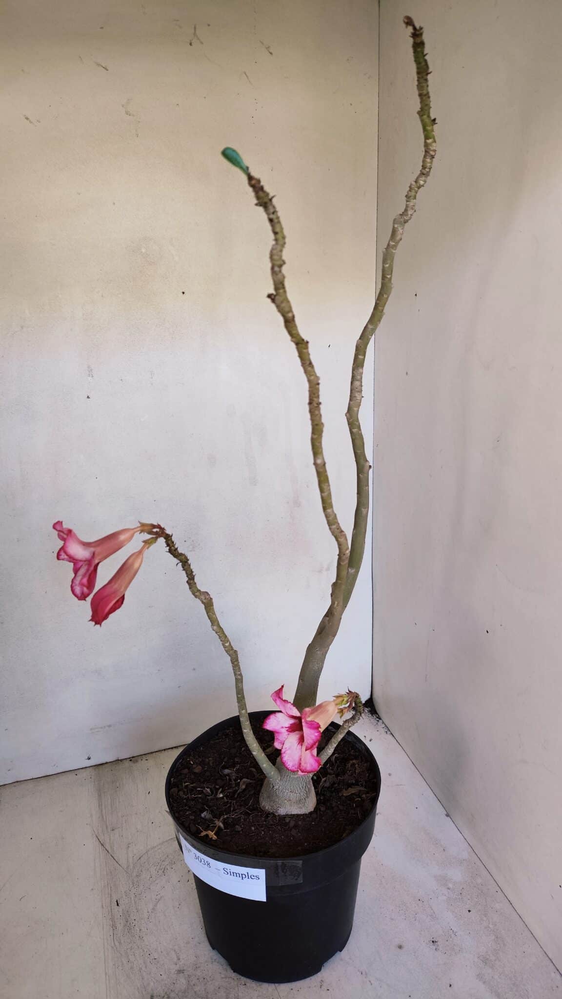 Planta Simples 3038 – 50cm – 04 anos