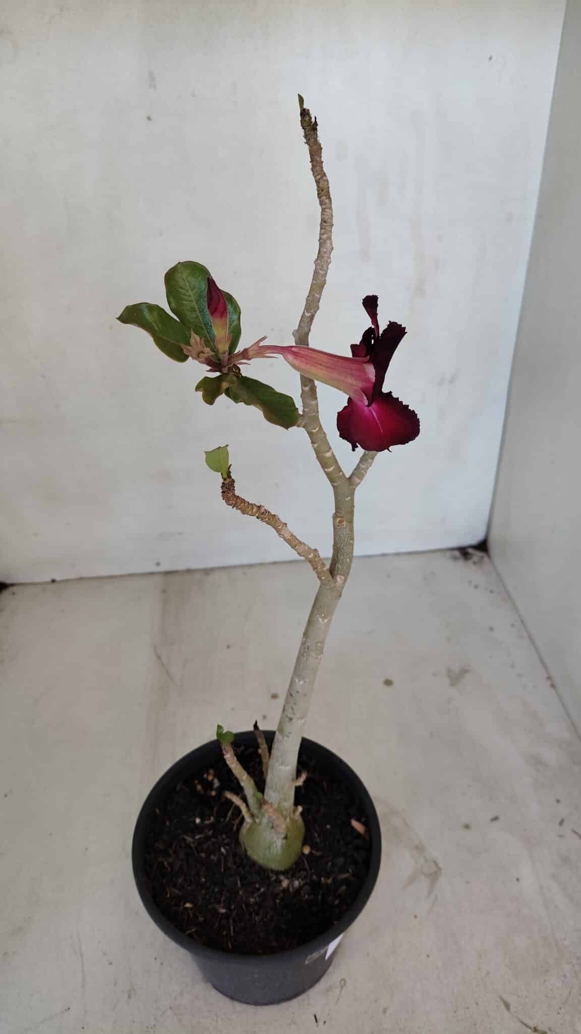 Planta Simples 3038 – 35cm – 03 anos