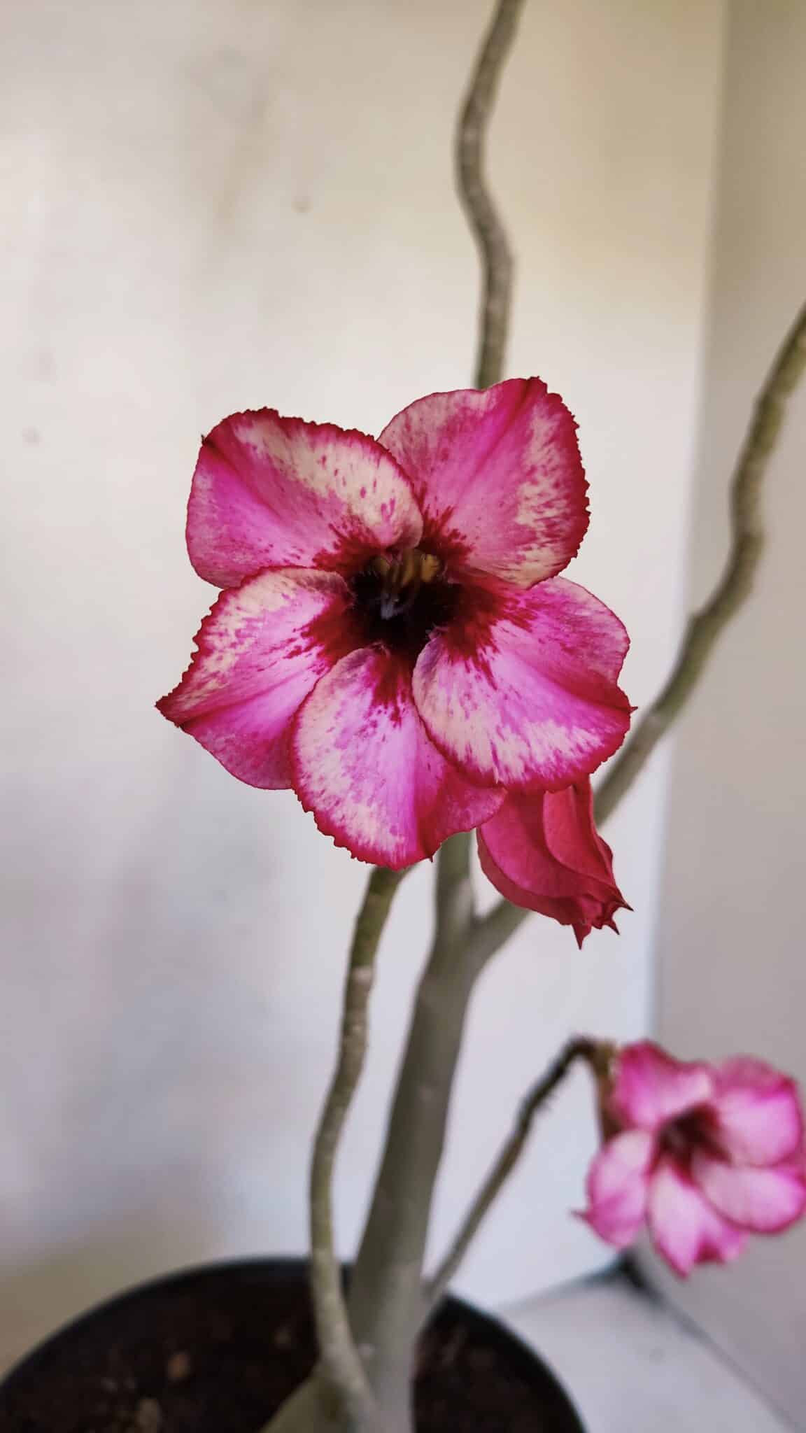 Planta Simples 3038 – 50cm – 04 anos
