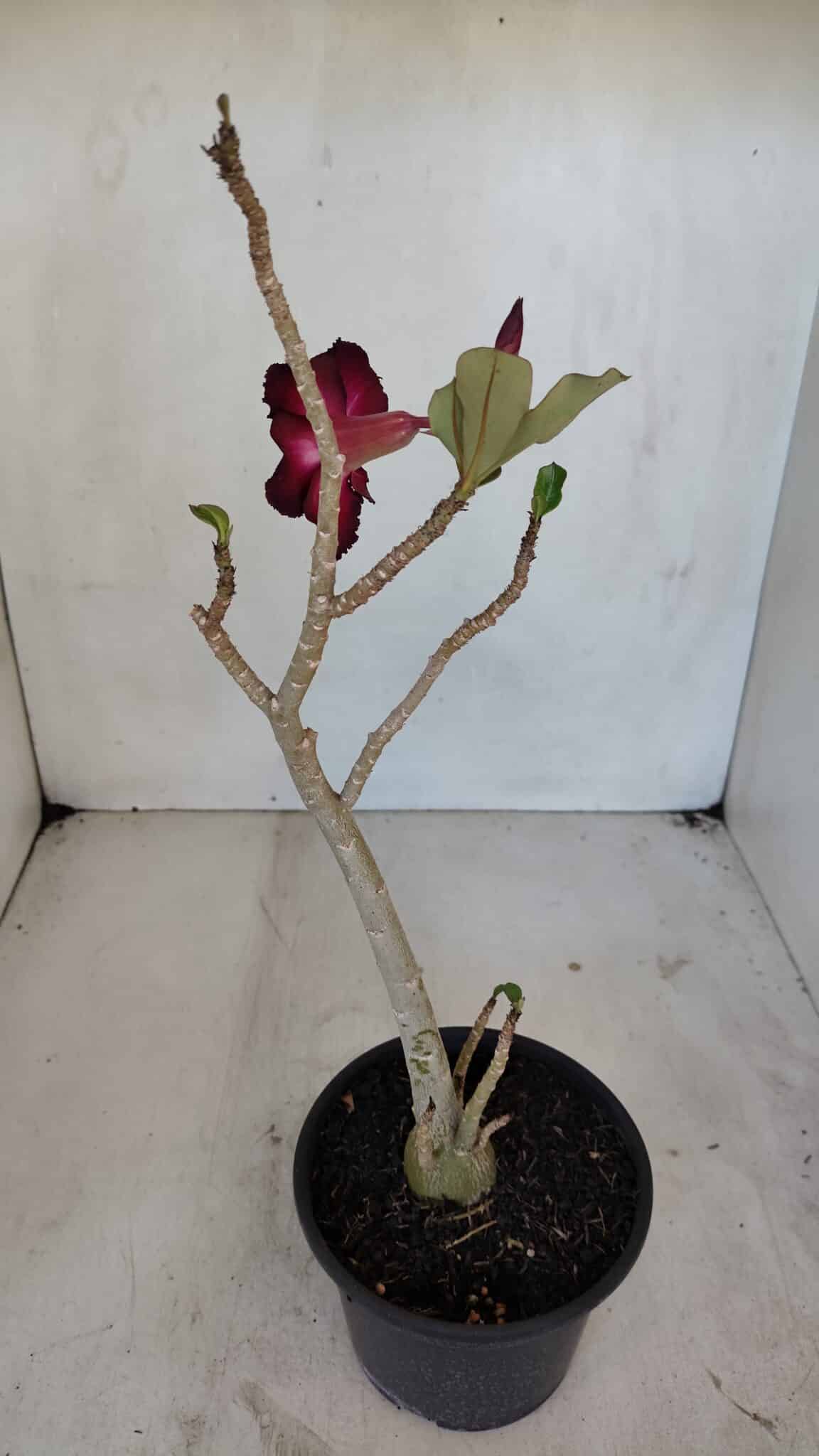 Planta Simples 3038 – 35cm – 03 anos