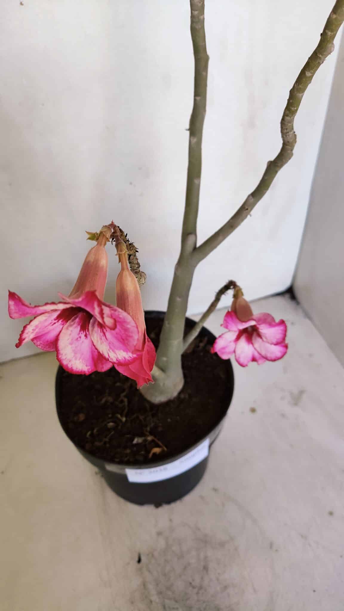 Planta Simples 3038 – 50cm – 04 anos
