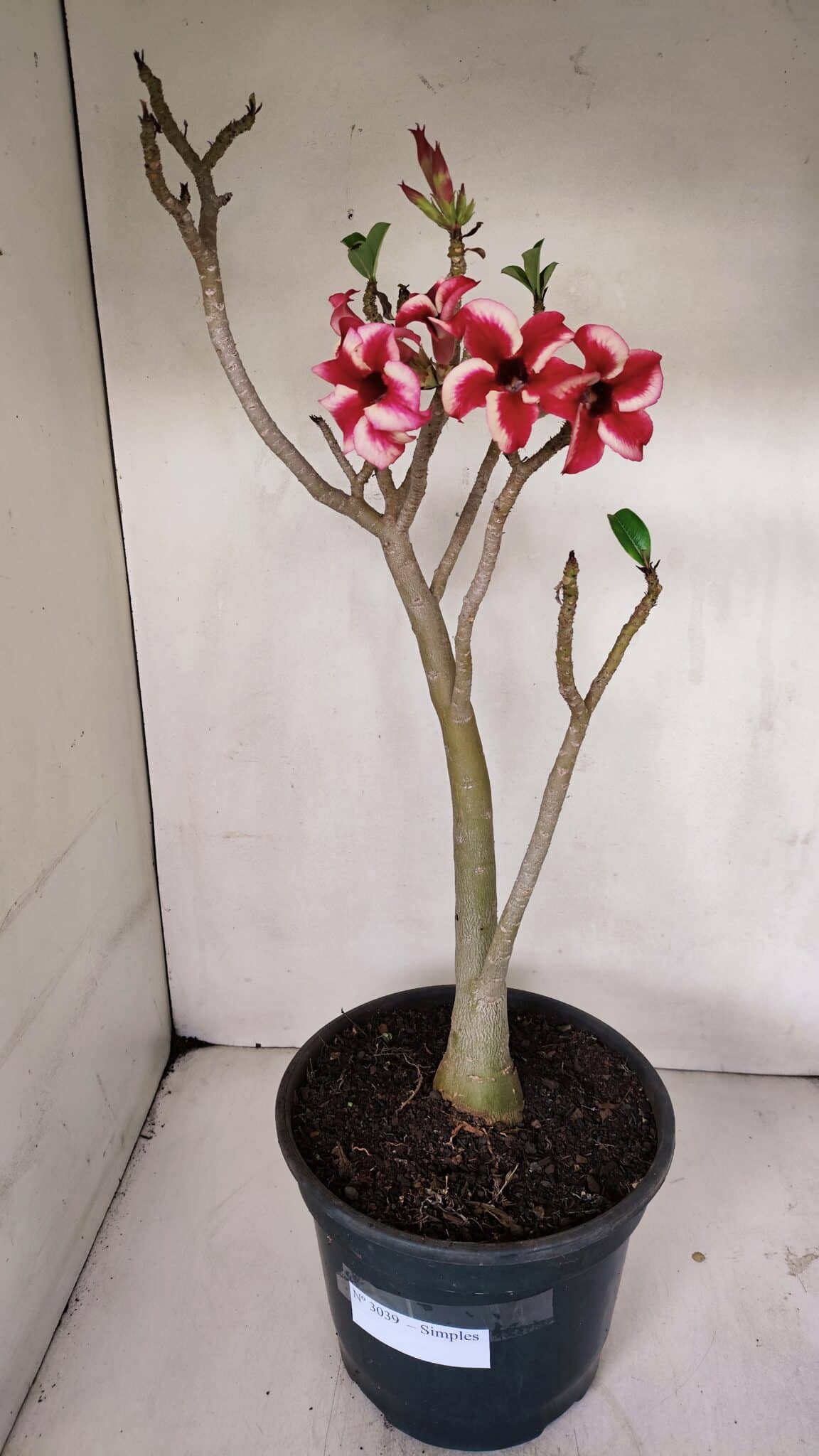 Planta Simples 3039 – 40cm – 03 anos