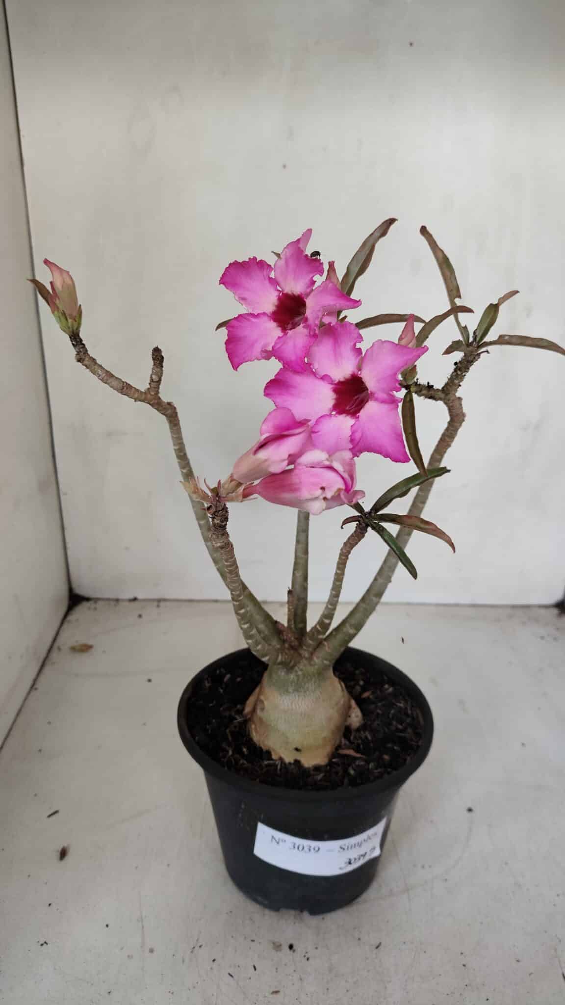 Planta Simples 3039 – 30cm – 03 anos